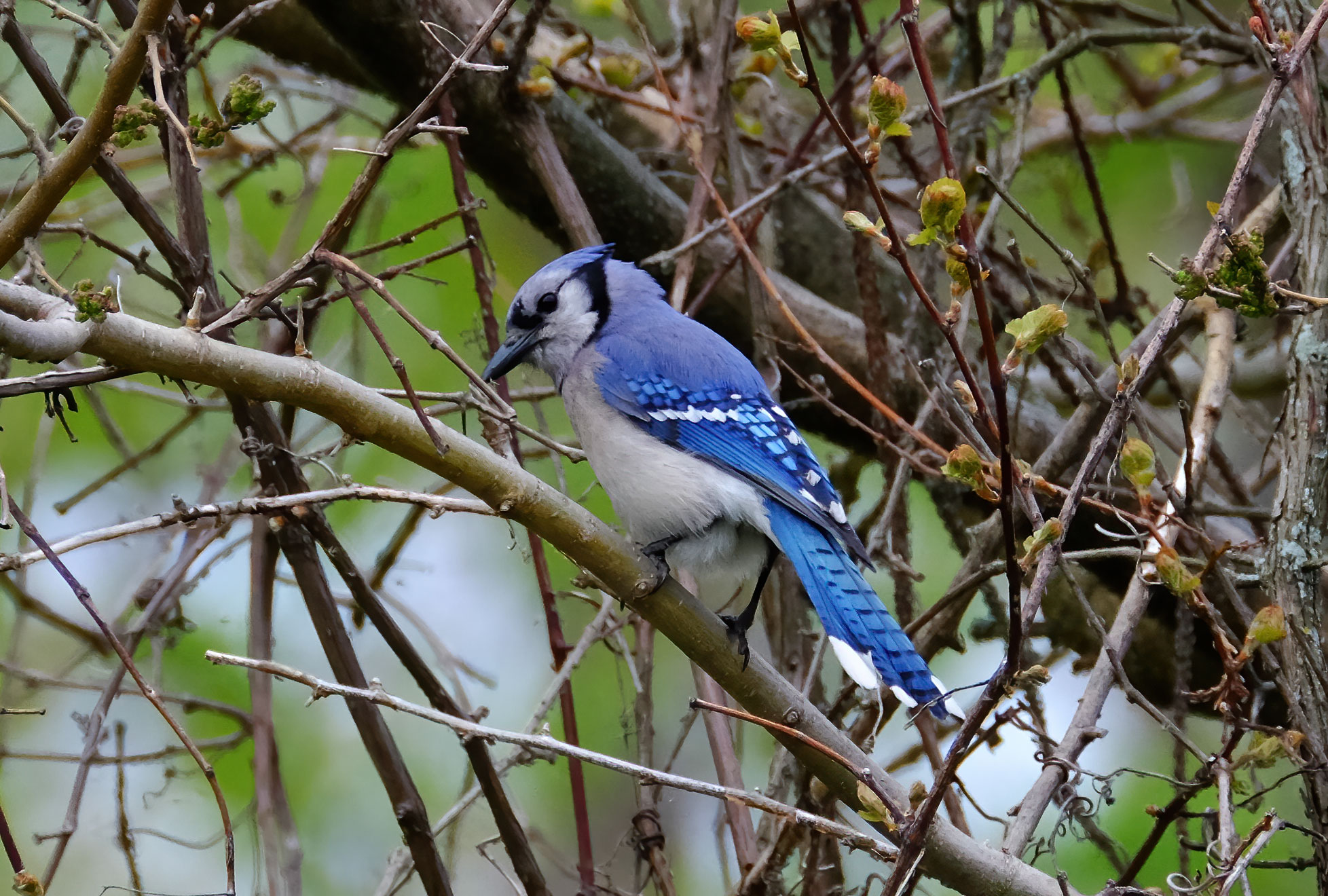 Blue Jay - Point Pelee 2016
