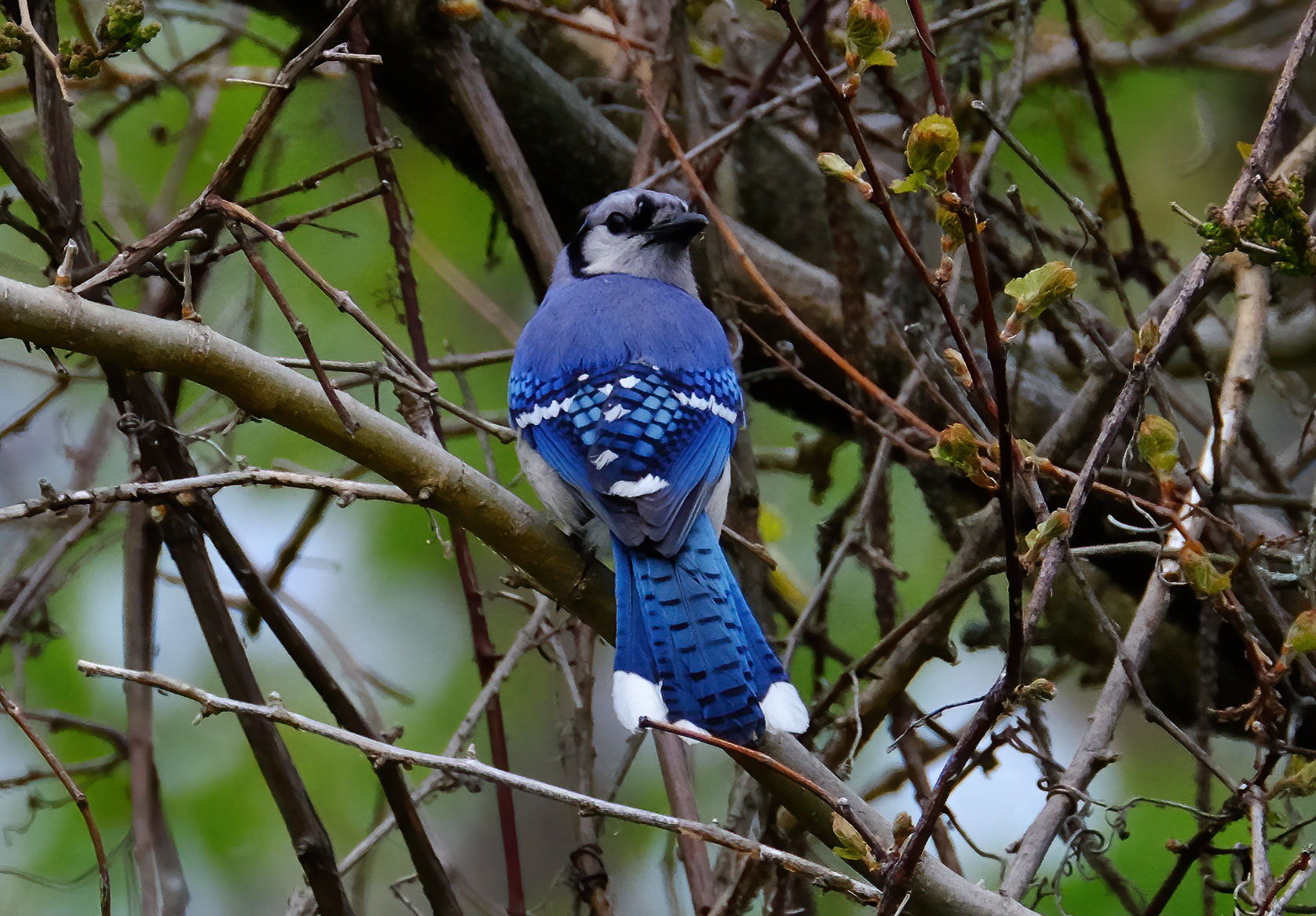 Blue Jay  - Point Pelee 2016