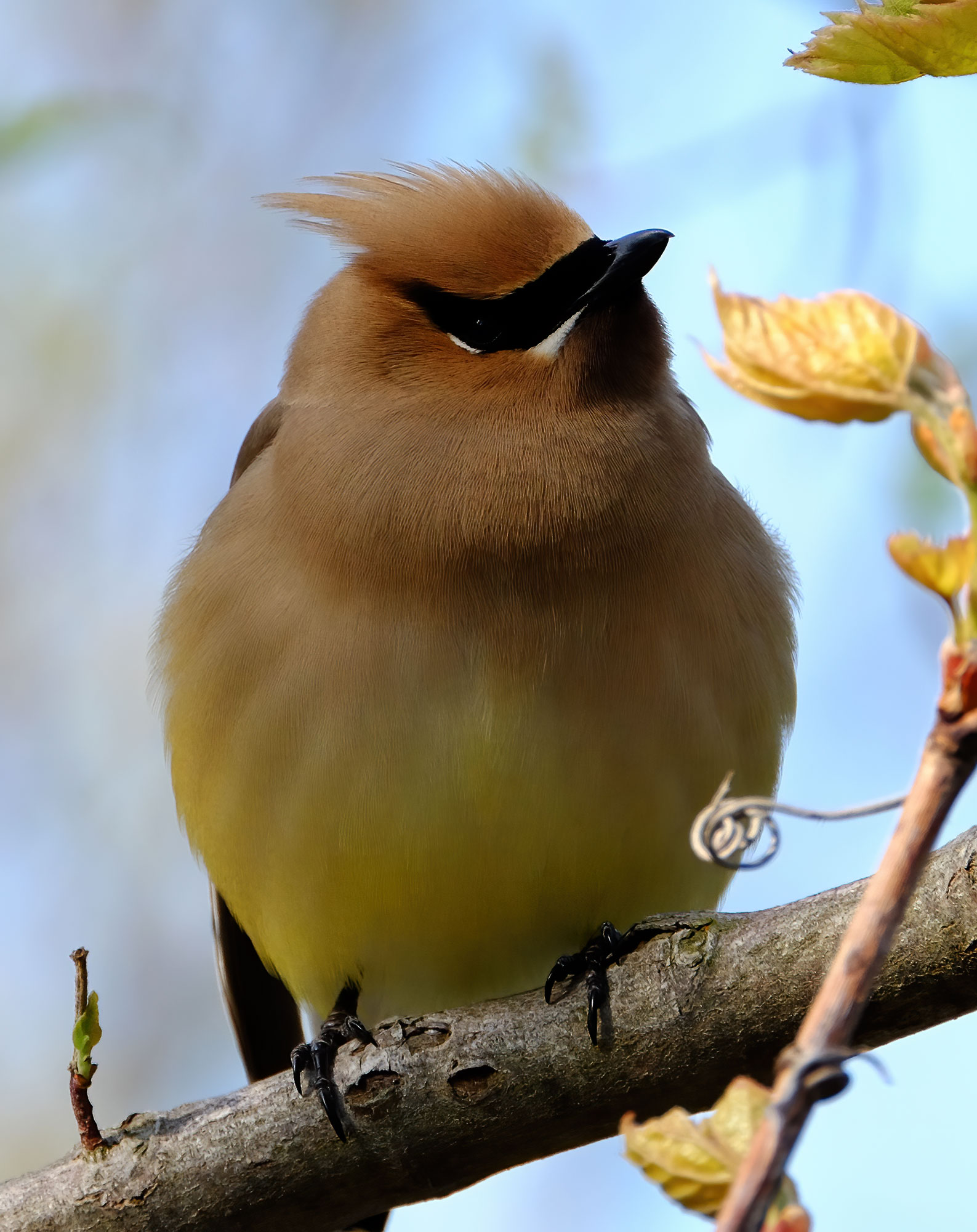Cedar Waxwing - Point Pelee 2016
