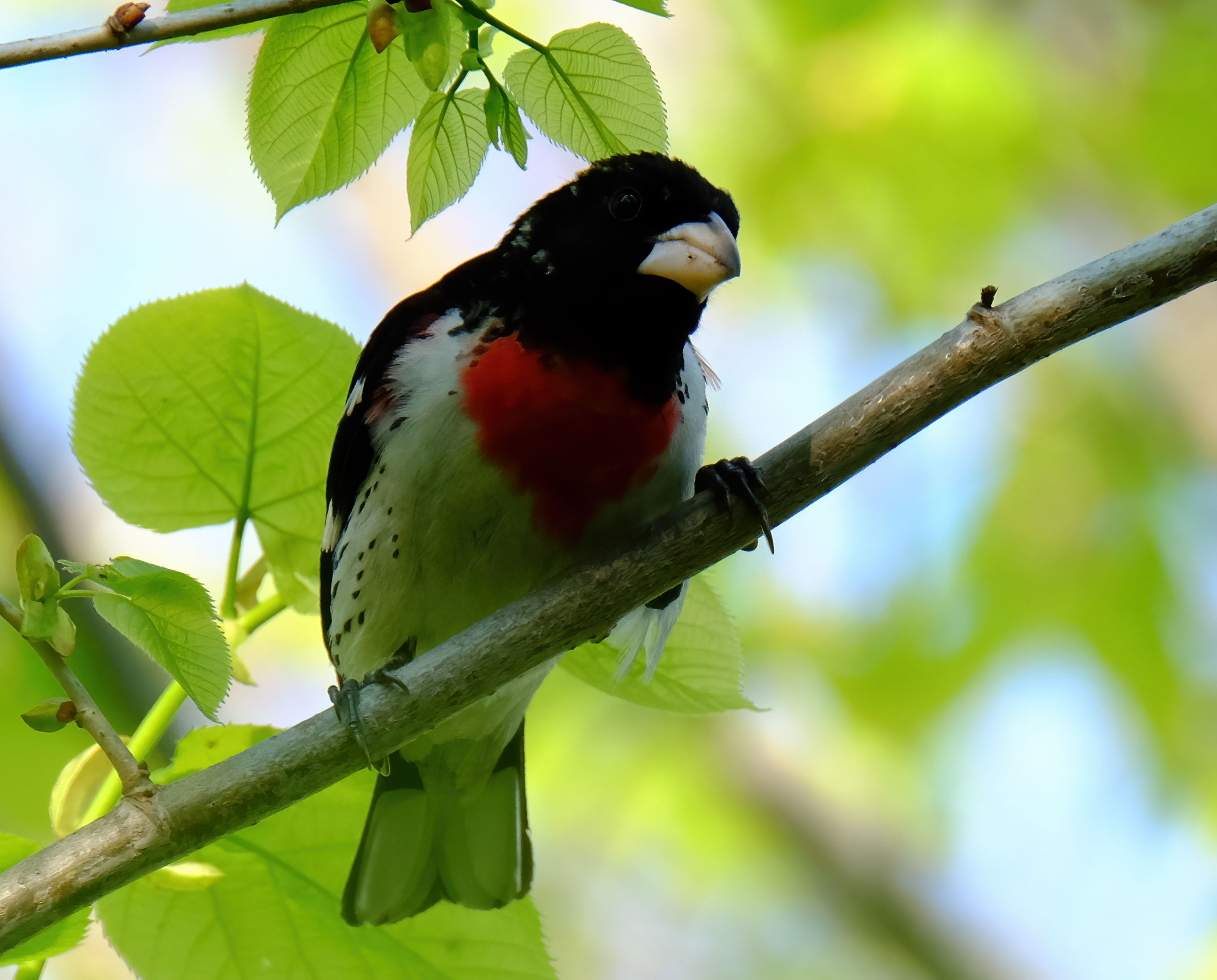 Rose Breasted Grosbeak - Point Pelee 2016