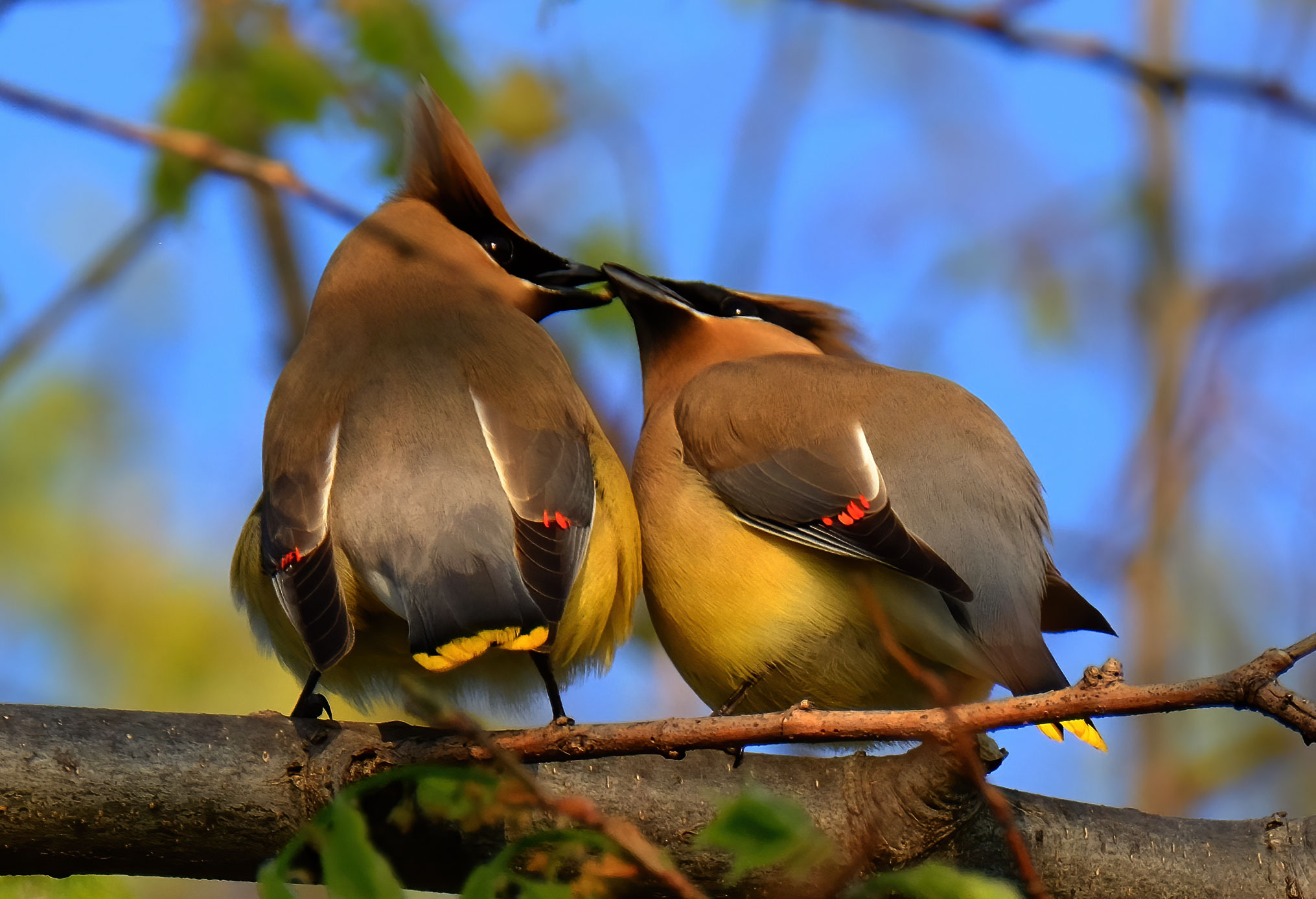Cedar Waxwing - Point Pelee 2016