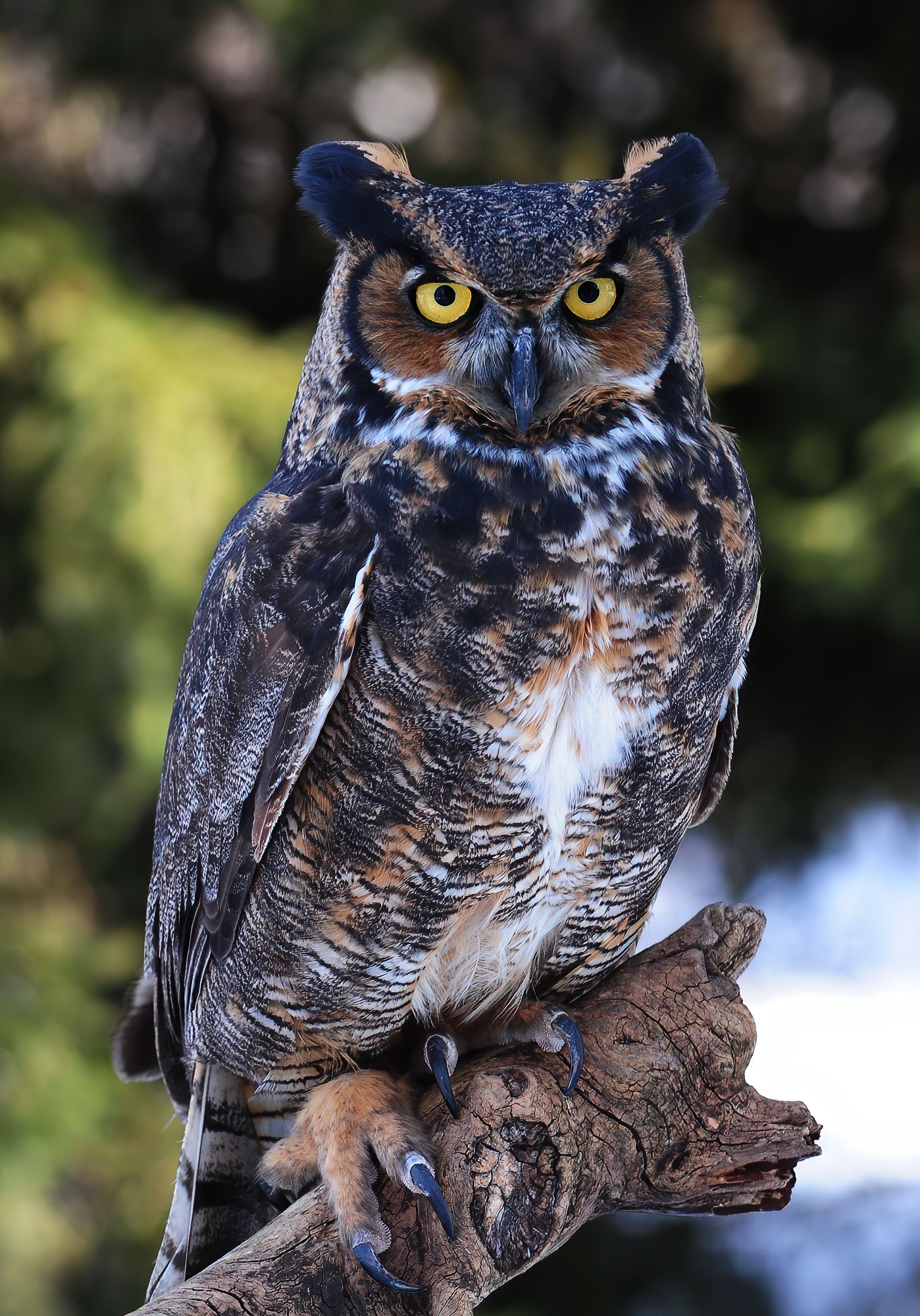 Great Horned Owl - Raptor Center 2010