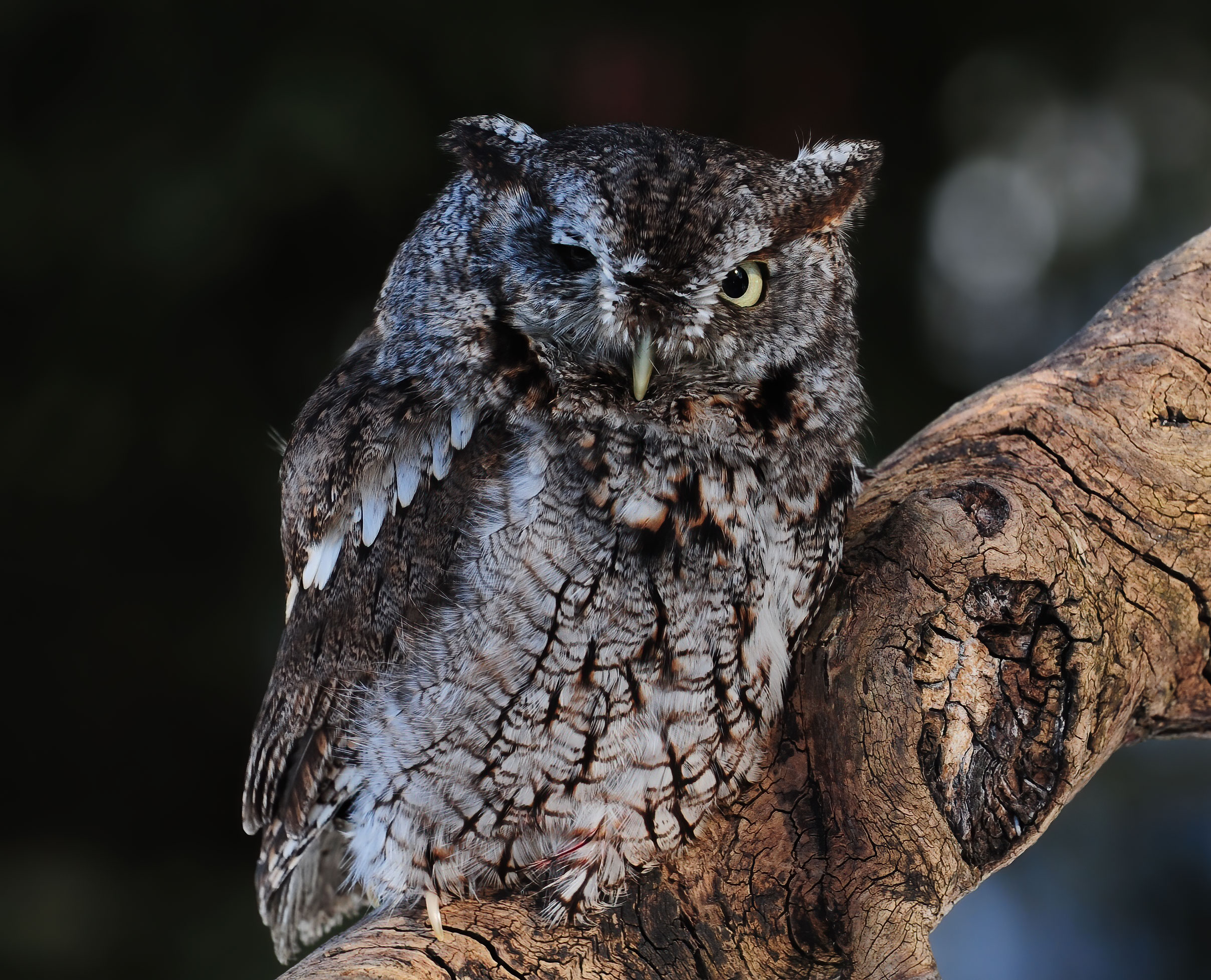 Eastern Screech Owl - Raptor Center 2010
