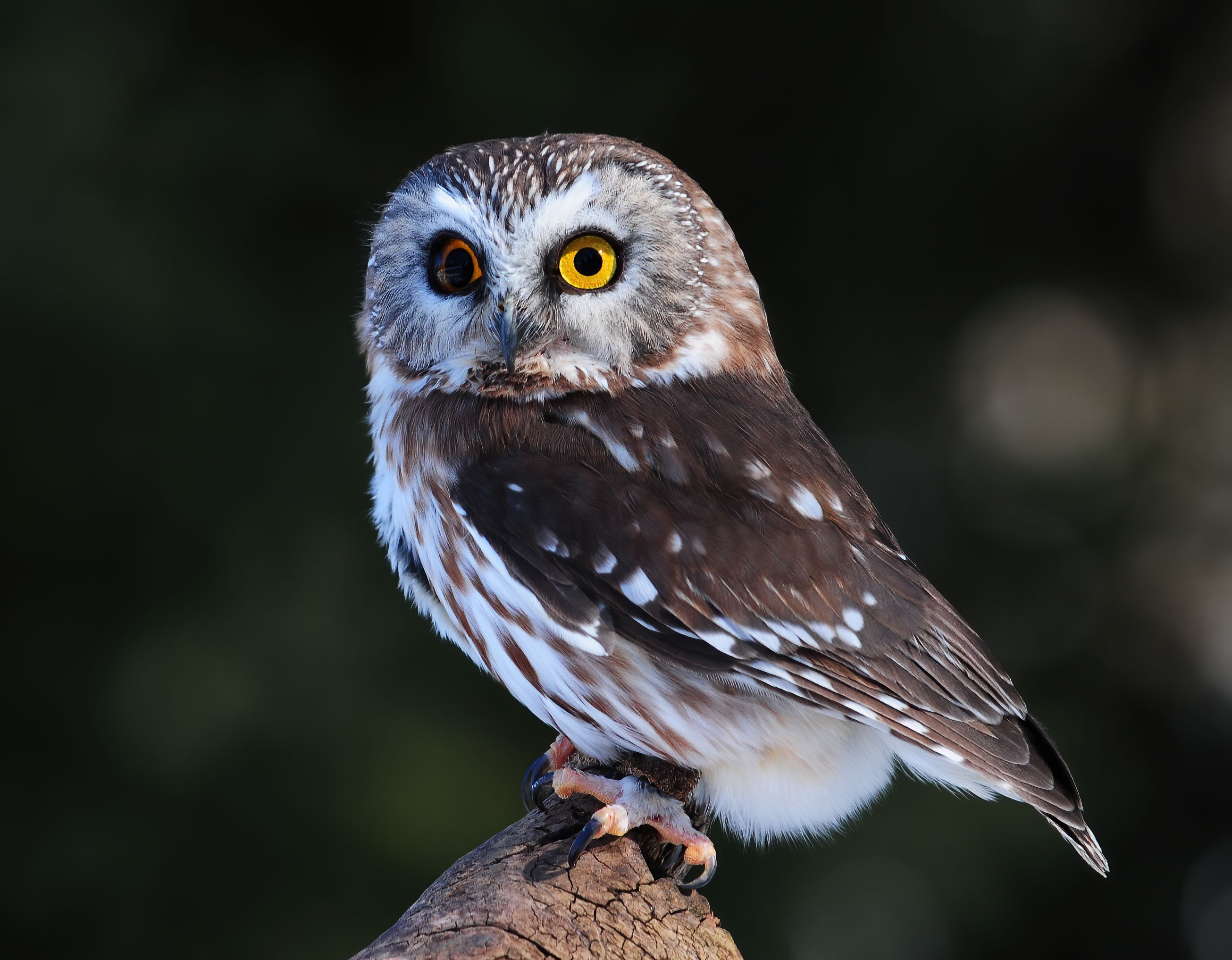 Northern saw-whet owl - Raptor Center 2010