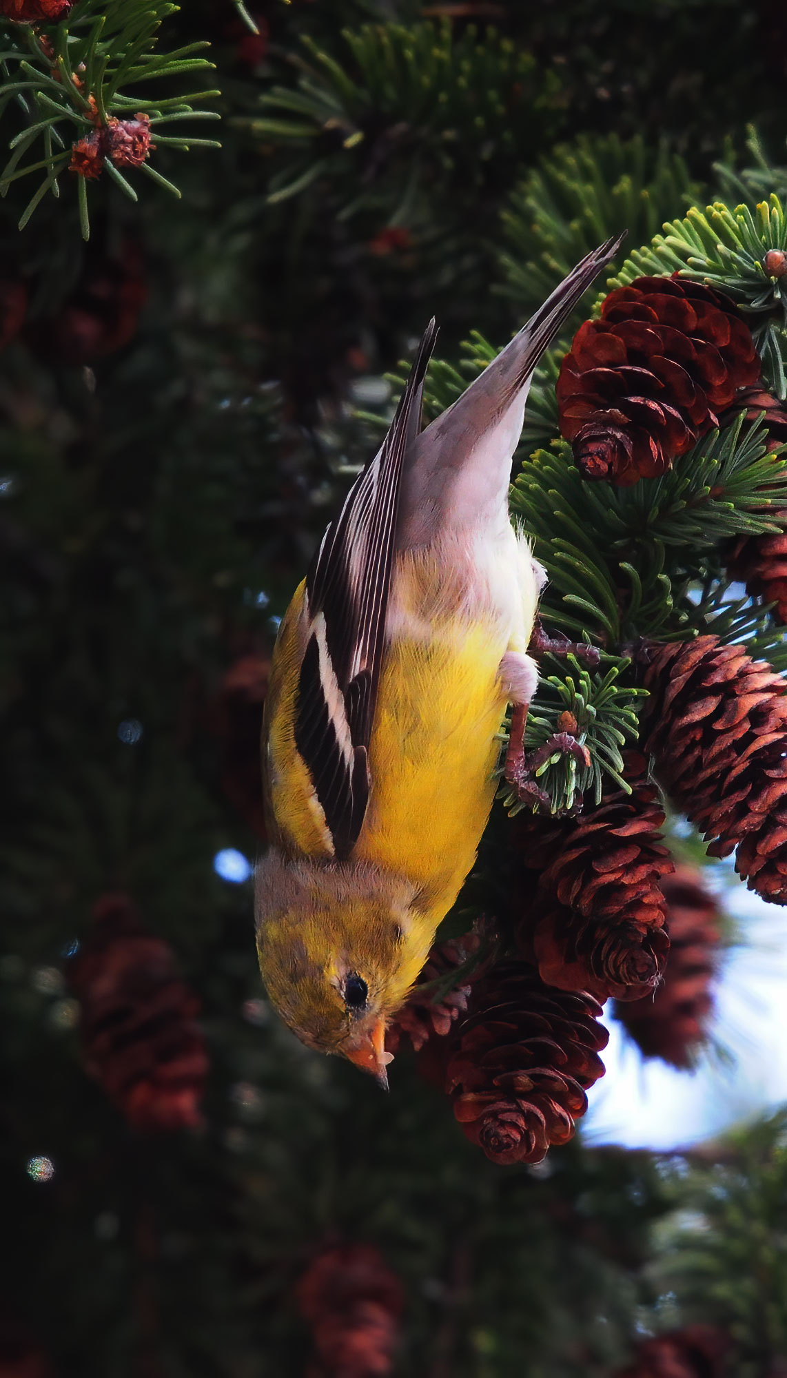 American Goldfinch - Mississauga 2014