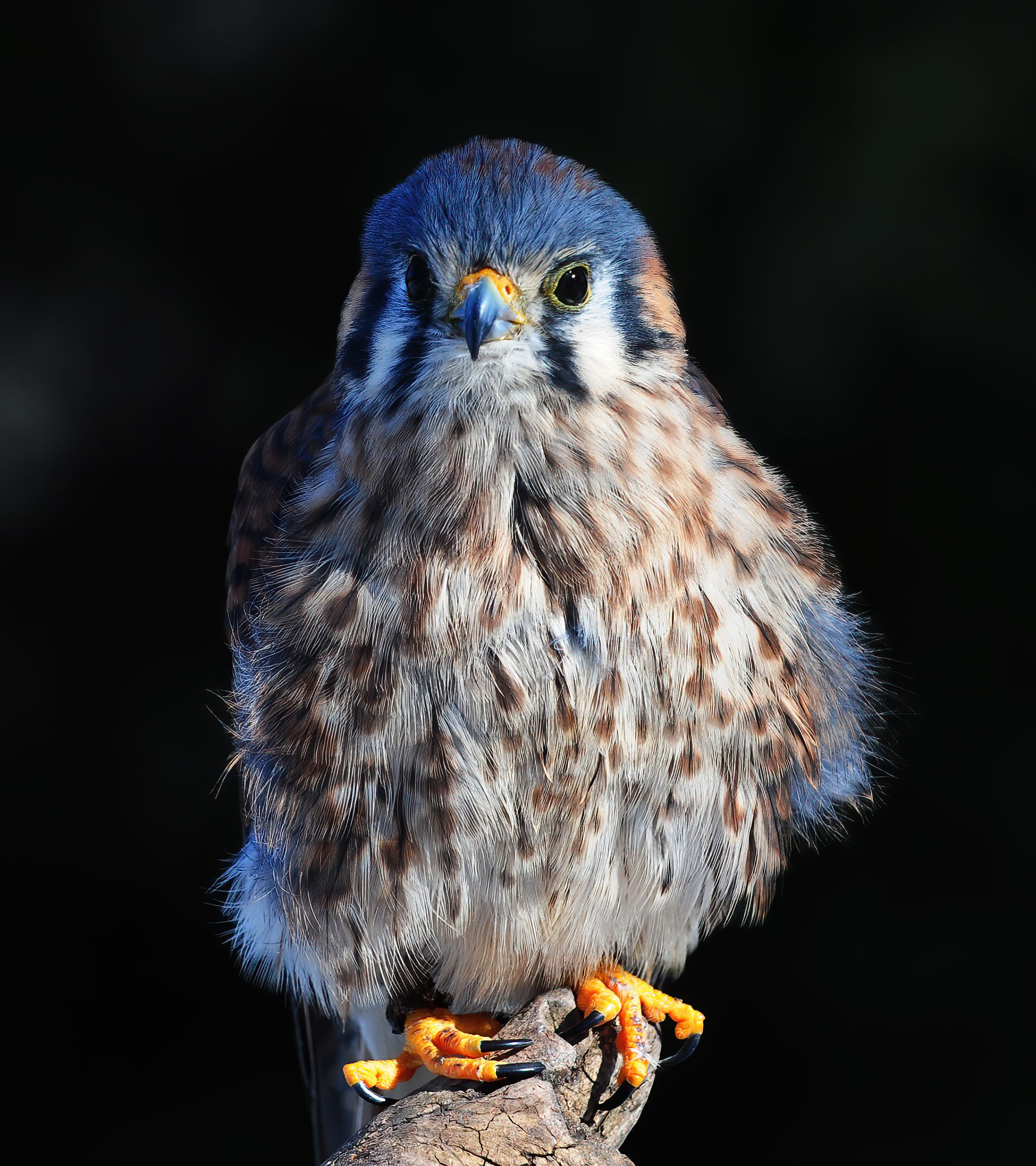 American kestrel - Raptor Center 2010