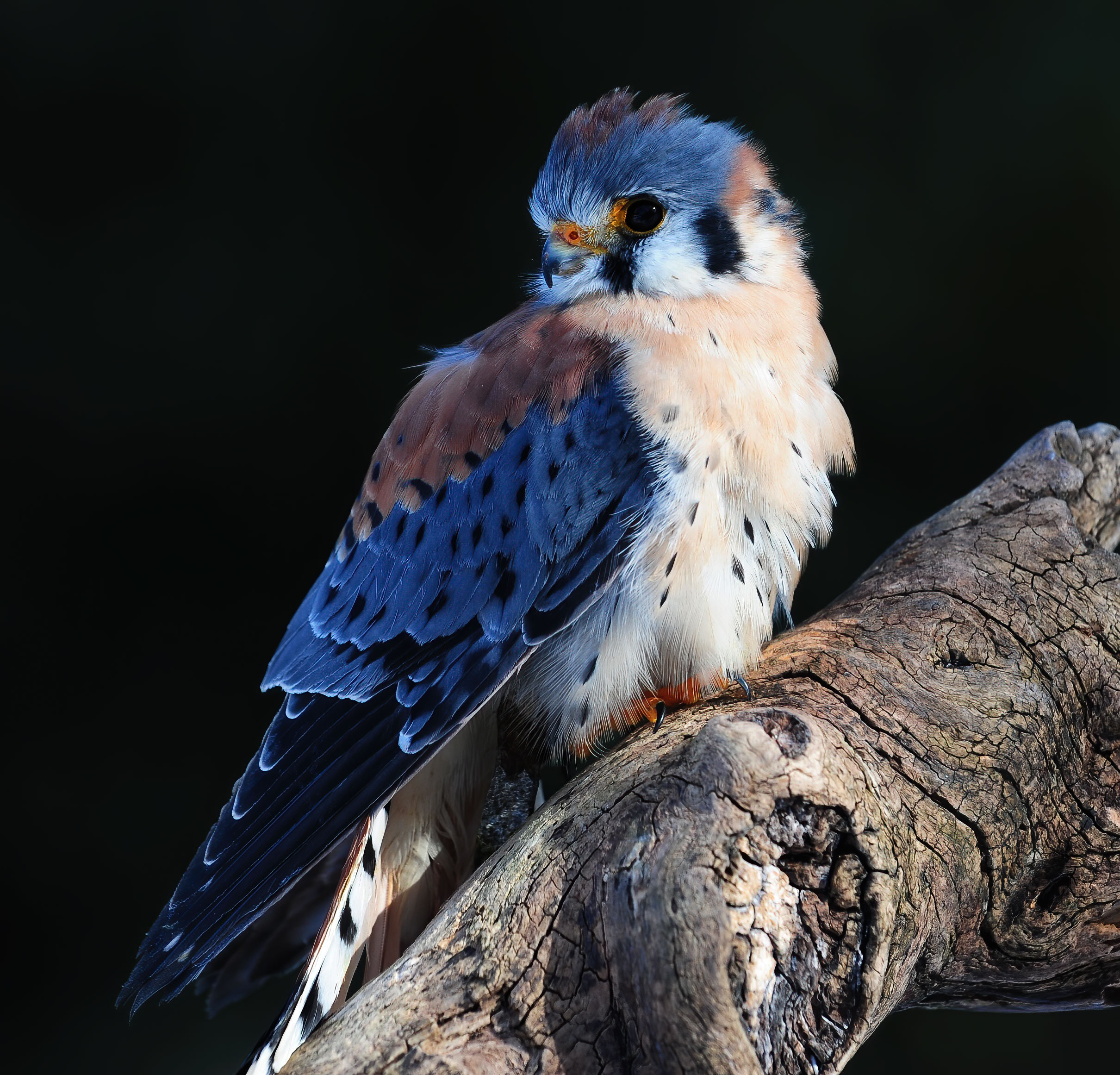 American kestrel - Raptor Center 2010