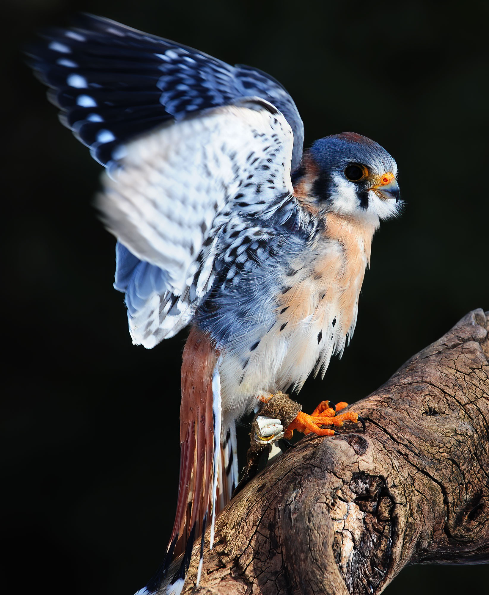 American kestrel - Raptor Center 2010