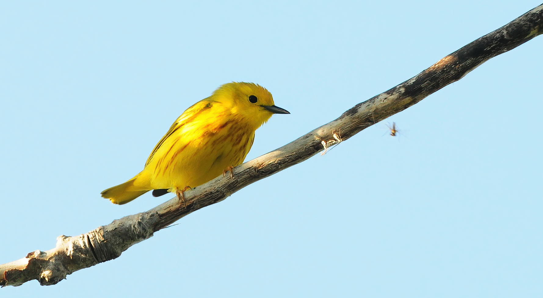 American Yellow Warbler  - Point Pelee 2012