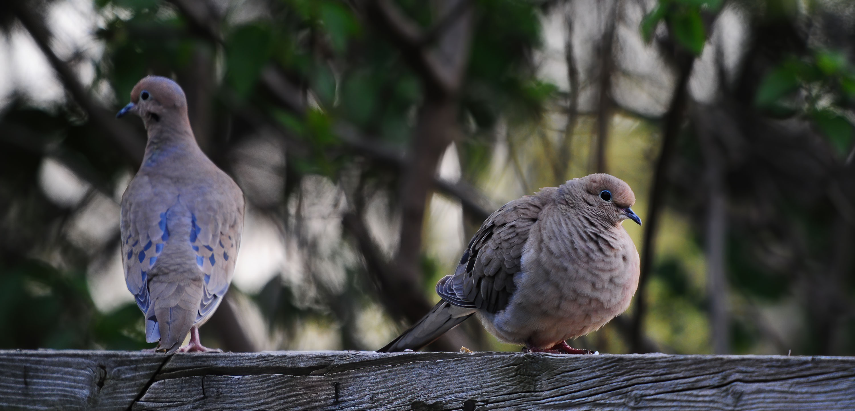 Morning Dove - Mississauga 2012