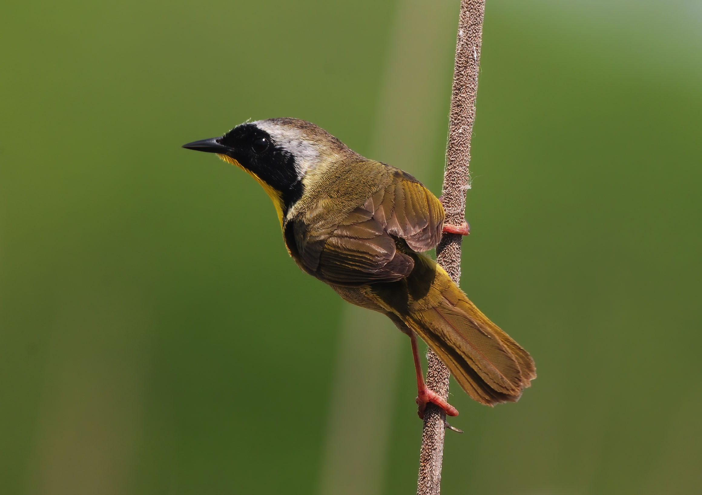 Common Yellowthroat - Point Pelee 2012