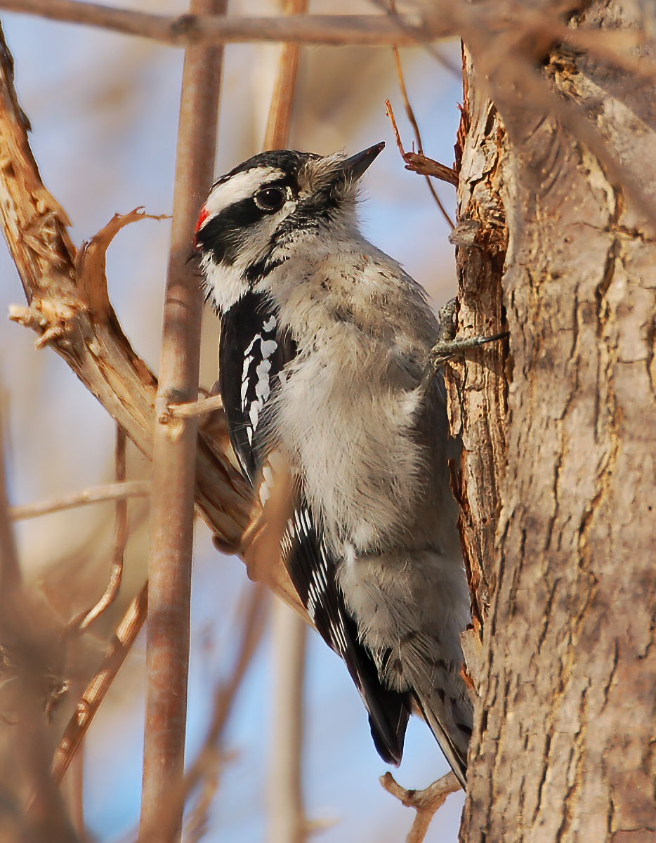 Downy Woodpecker - Mississauga 2007