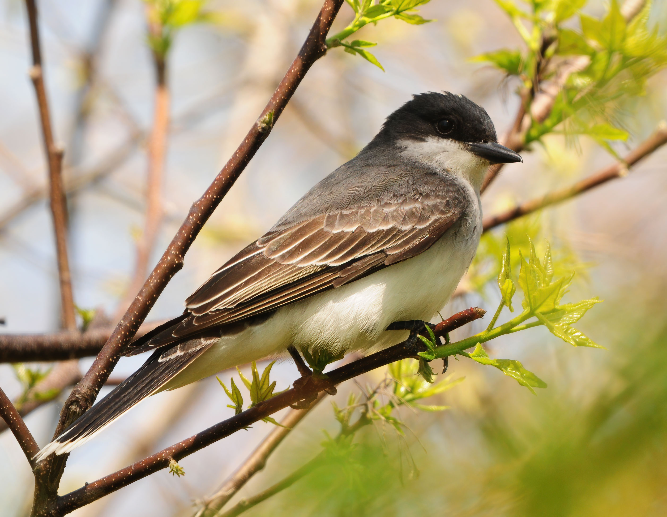 Eastern Kingbird - Point Pelee 2013
