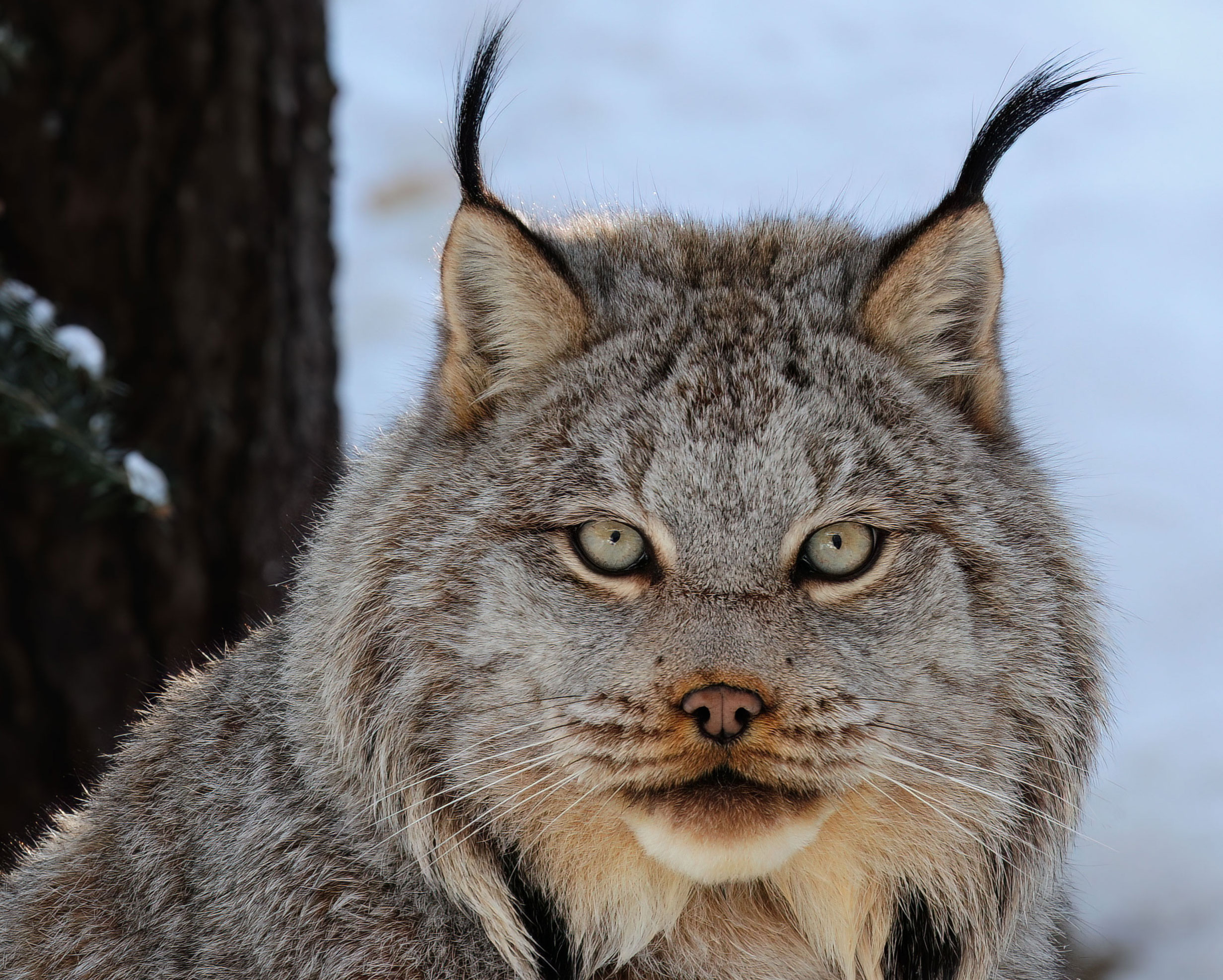 Muskoka Wildlife Center