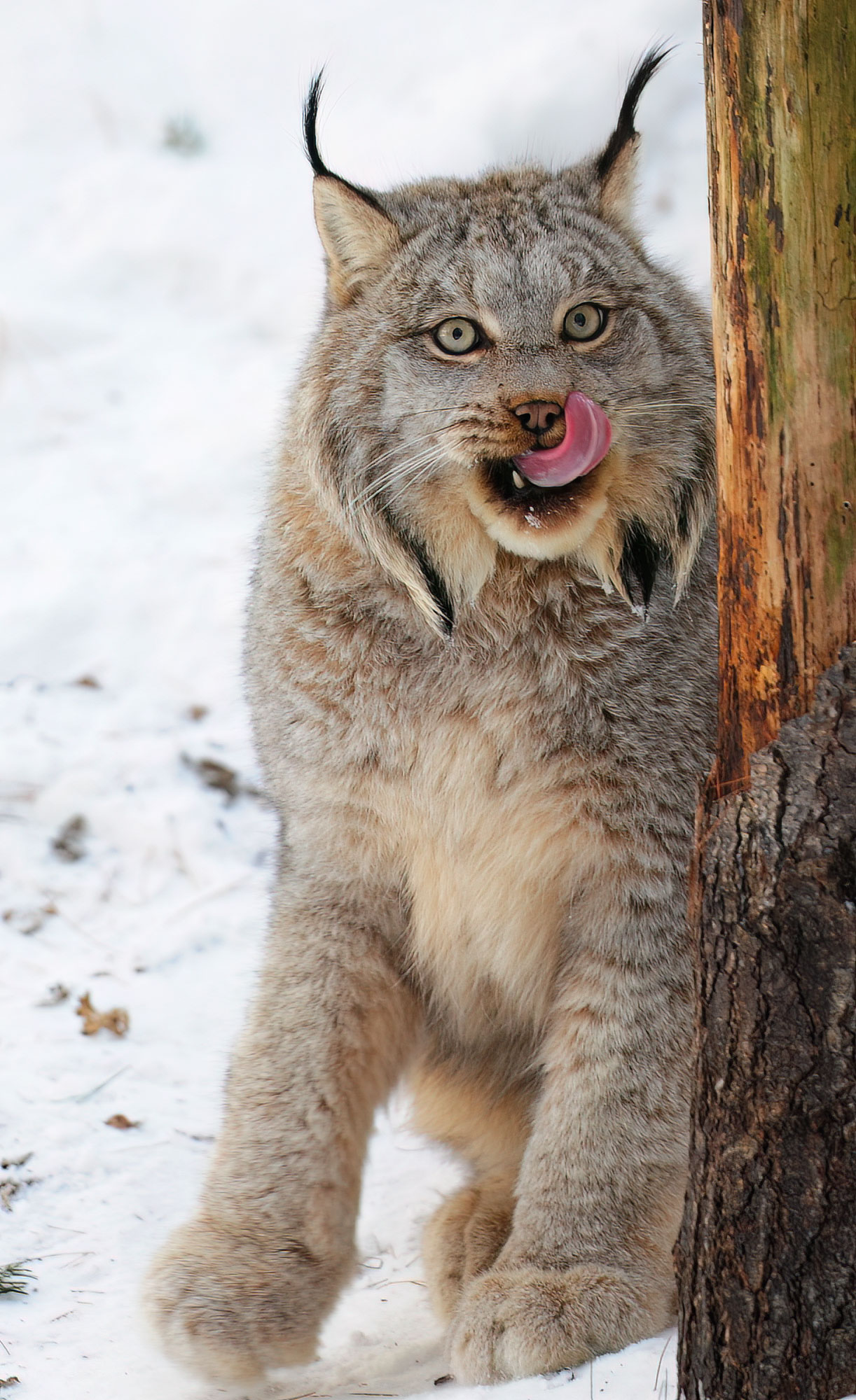 Lynx