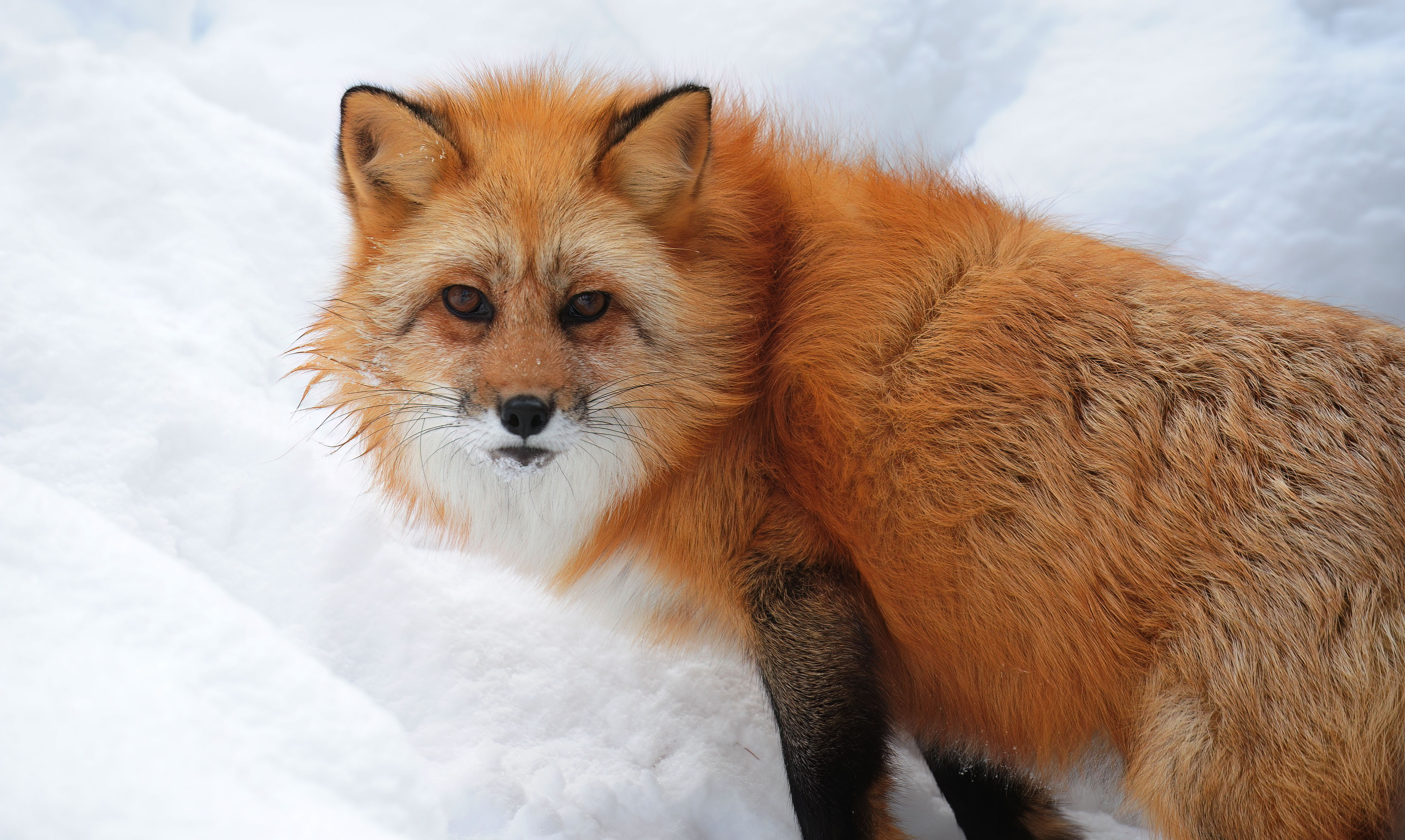 Red Fox