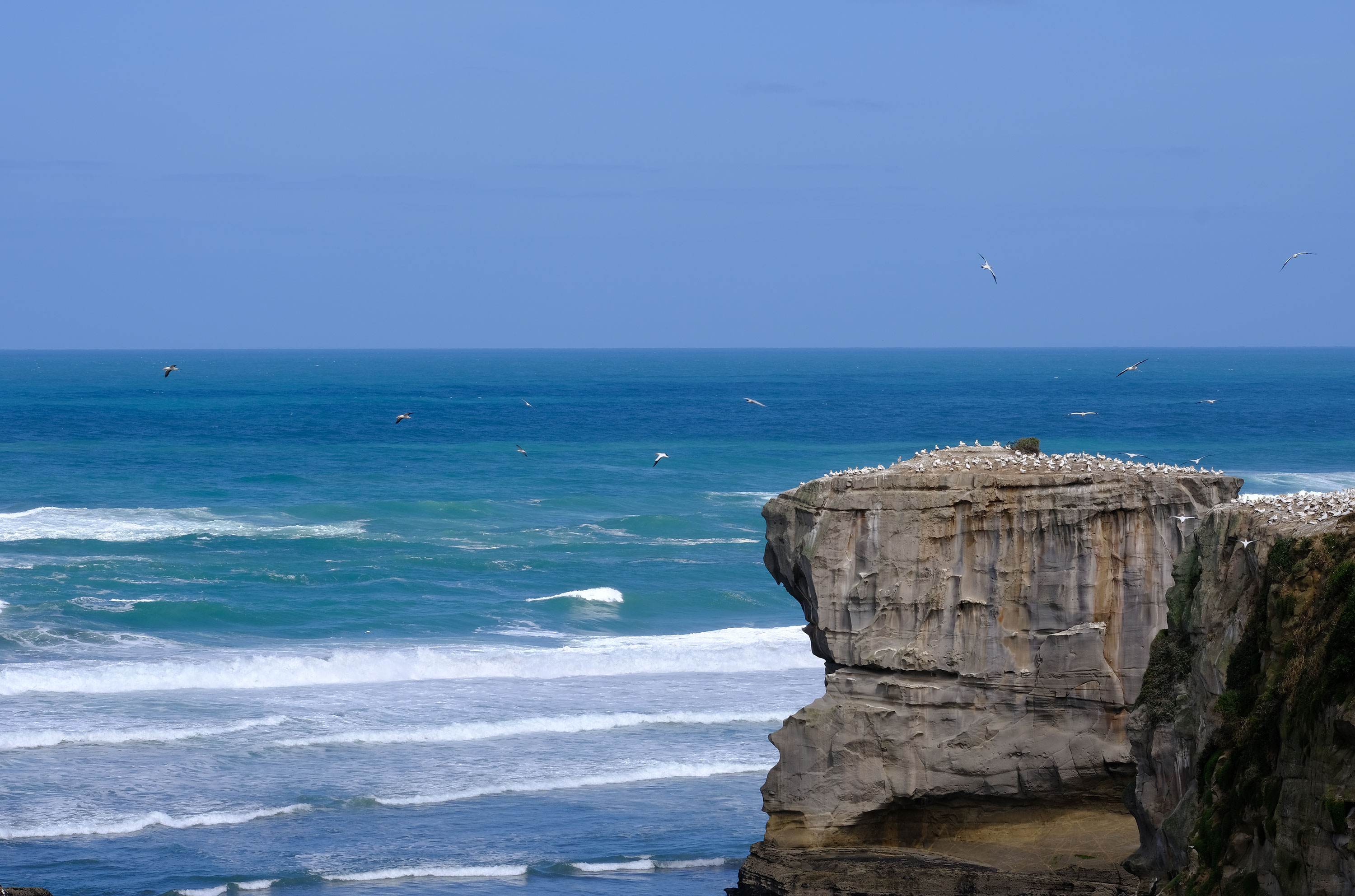 Gannets Colony