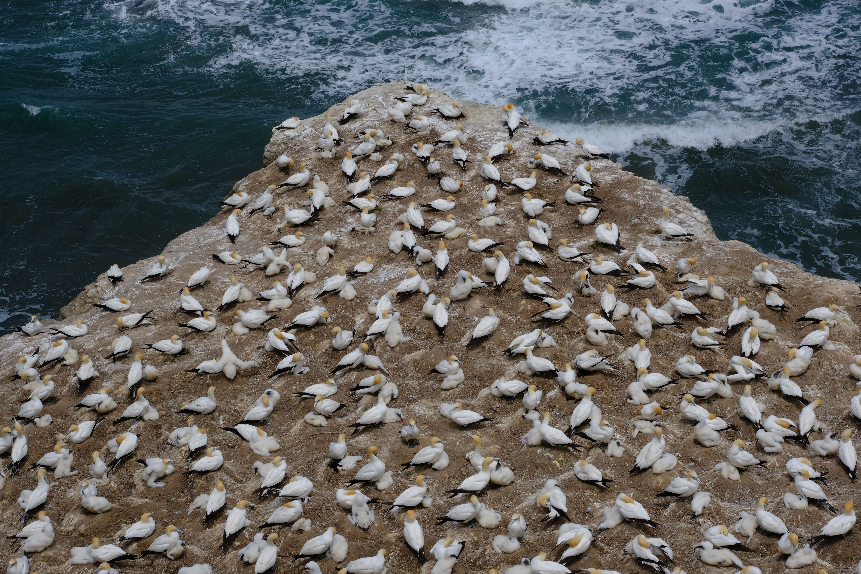 Gannets Colony