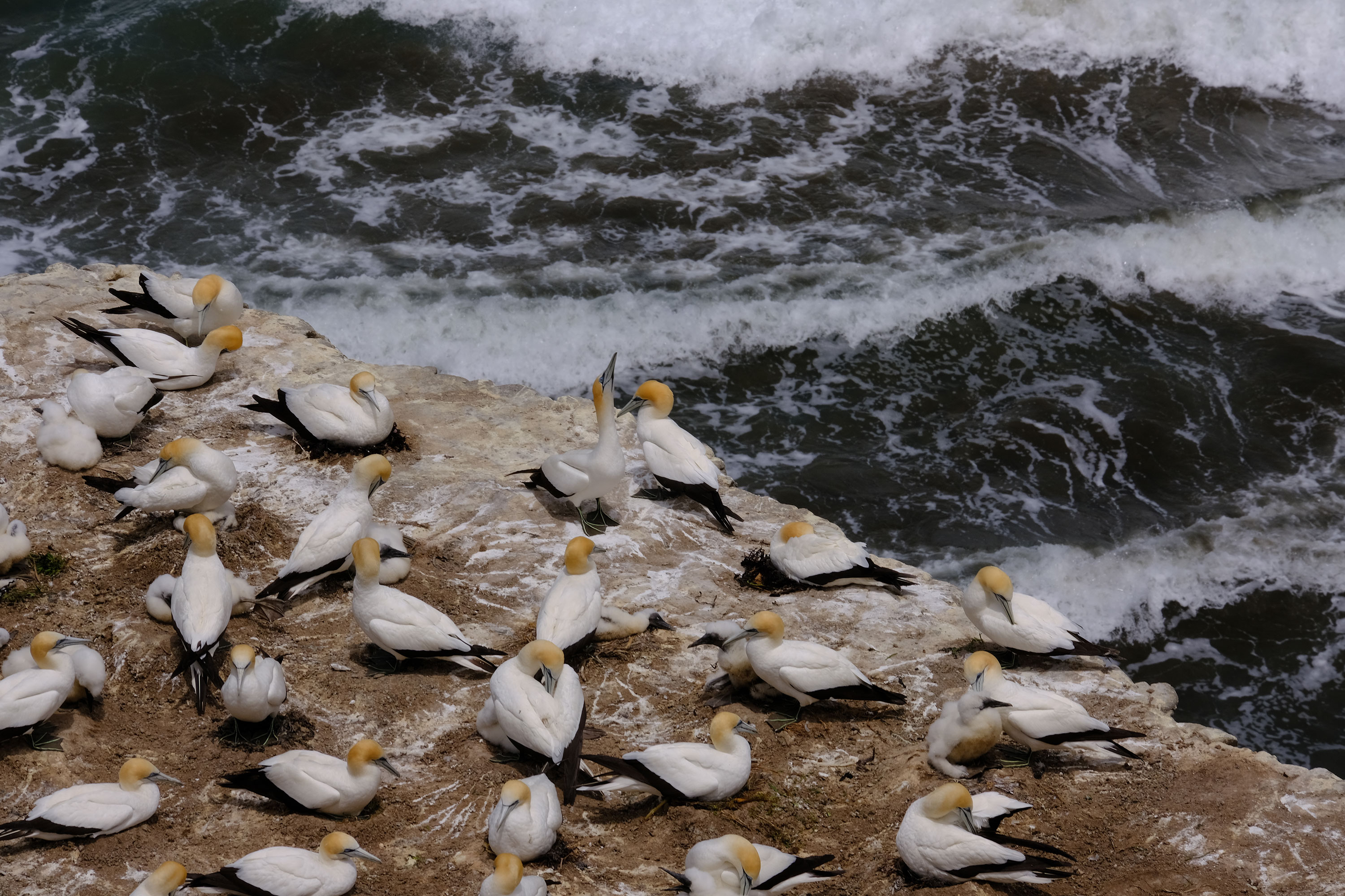 Gannets Colony
