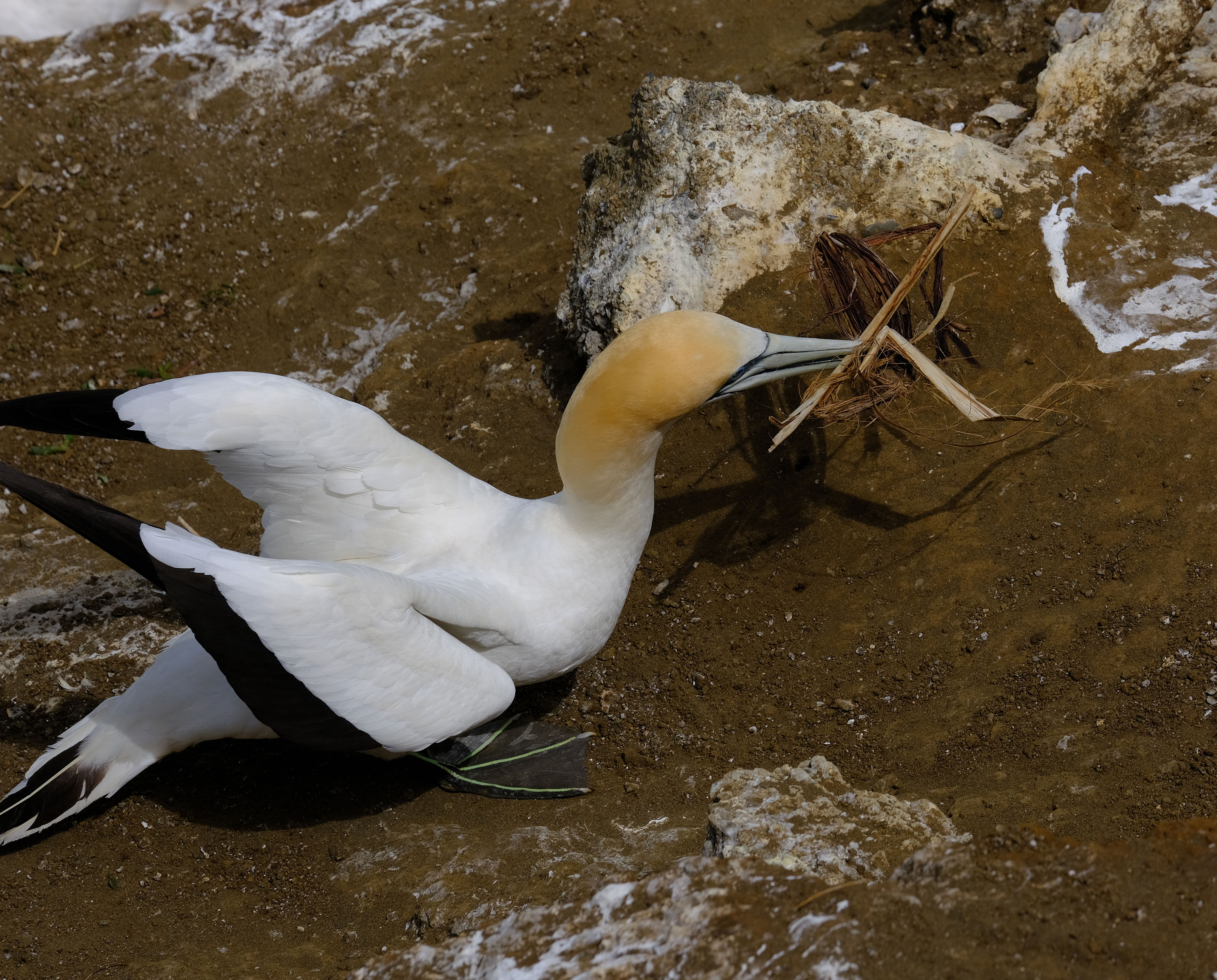 Gannets Colony