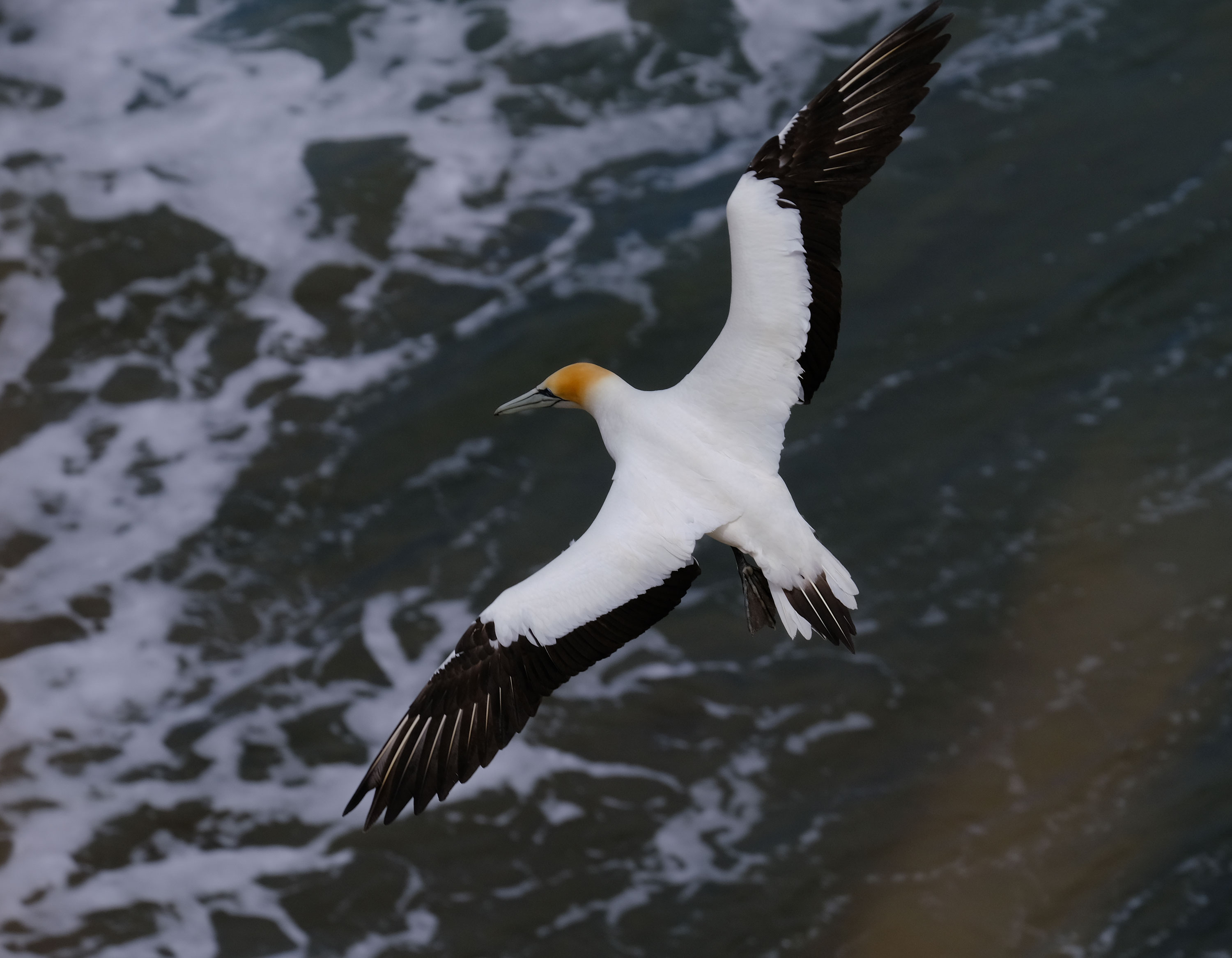 Gannets Colony