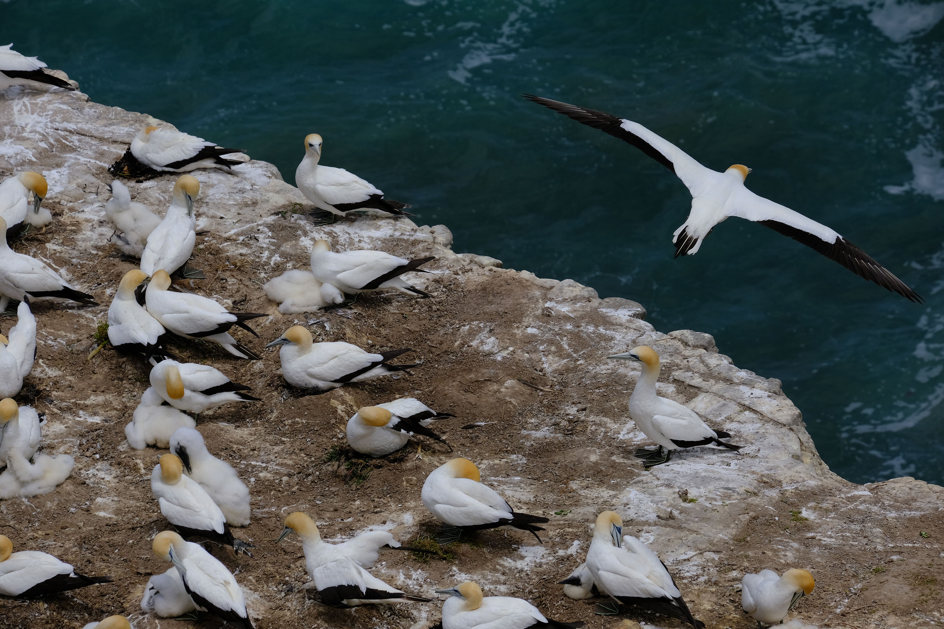 Gannets Colony