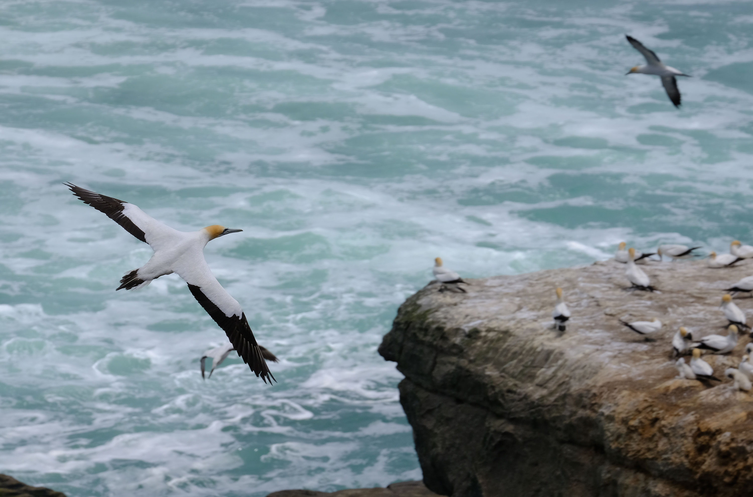 Gannets Colony