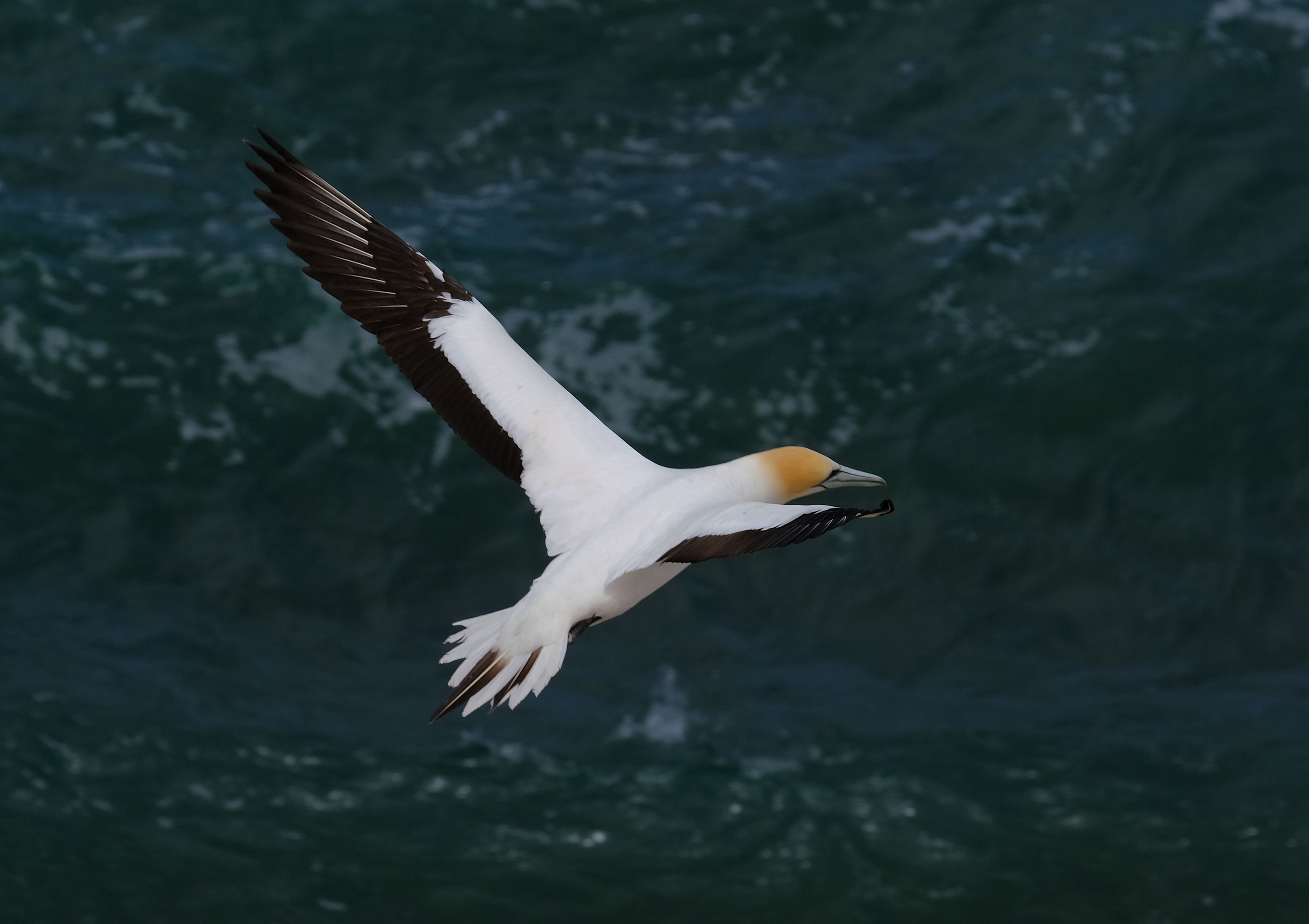 Gannets Colony