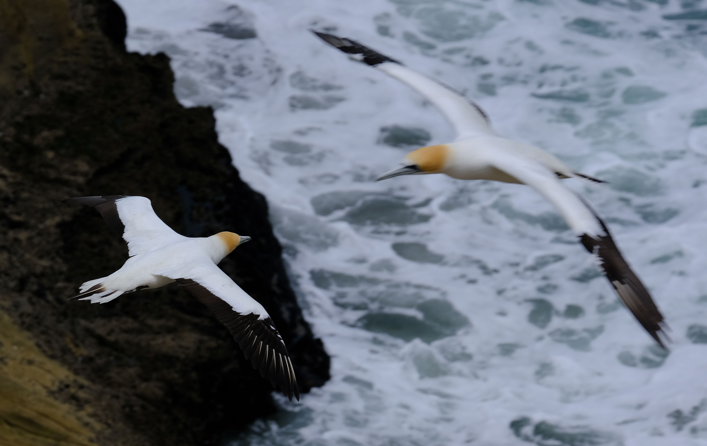 Gannets Colony