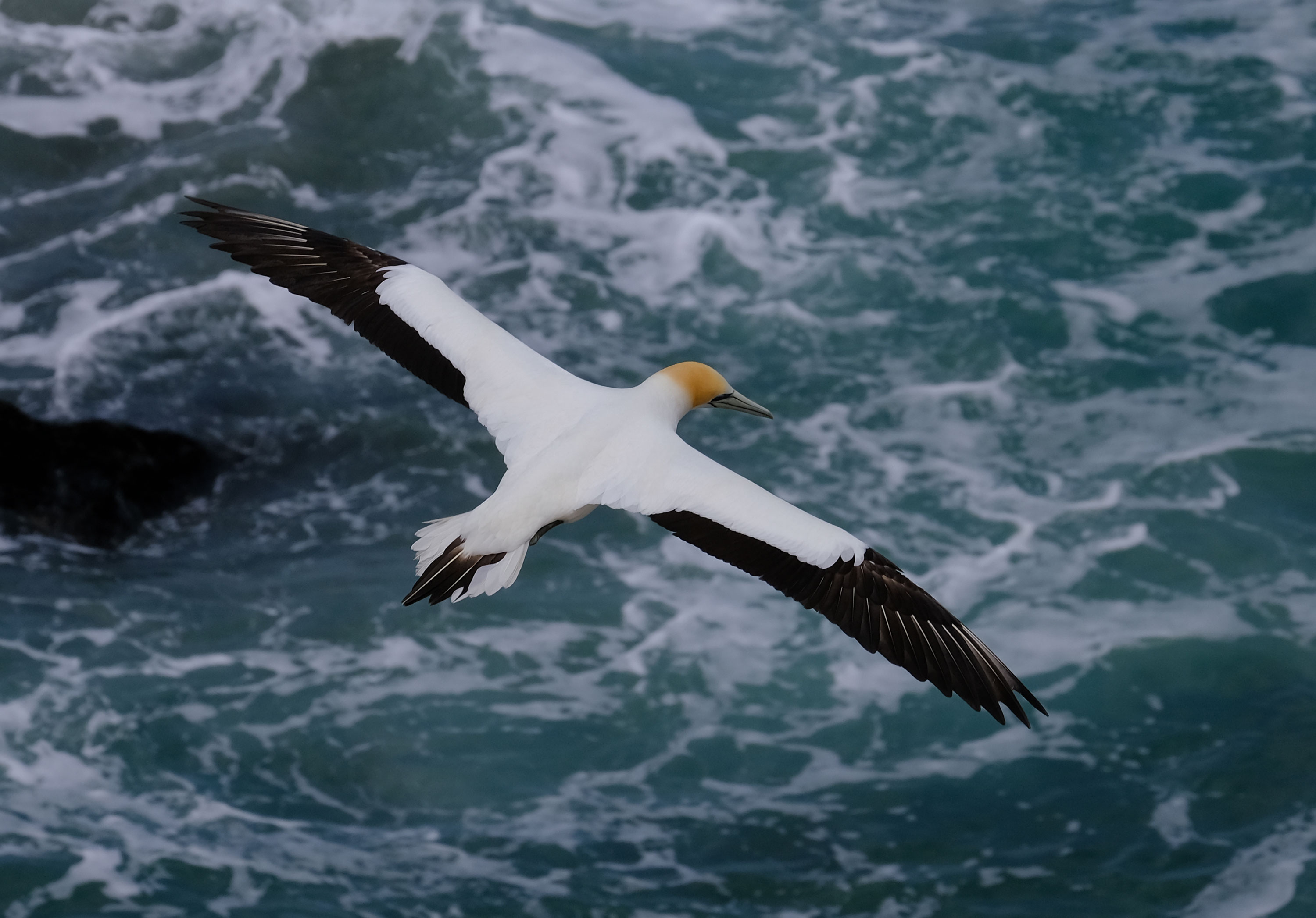 Gannets Colony