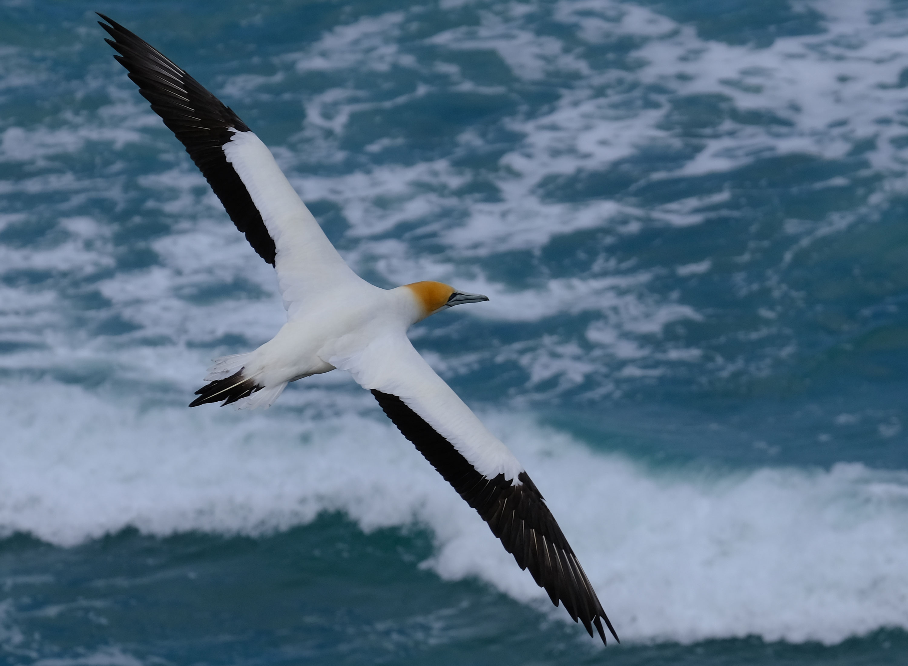 Gannets Colony