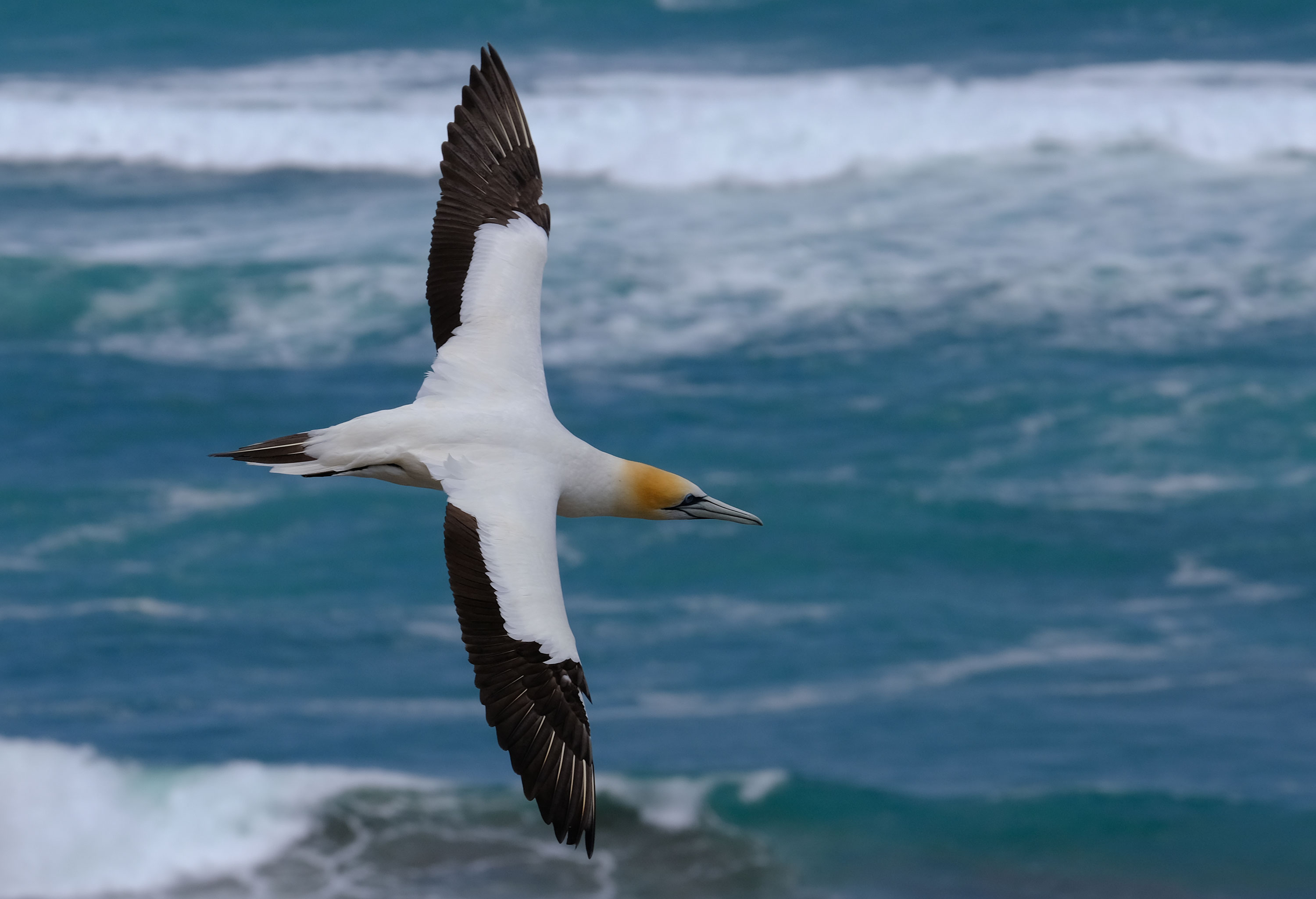 Gannets Colony