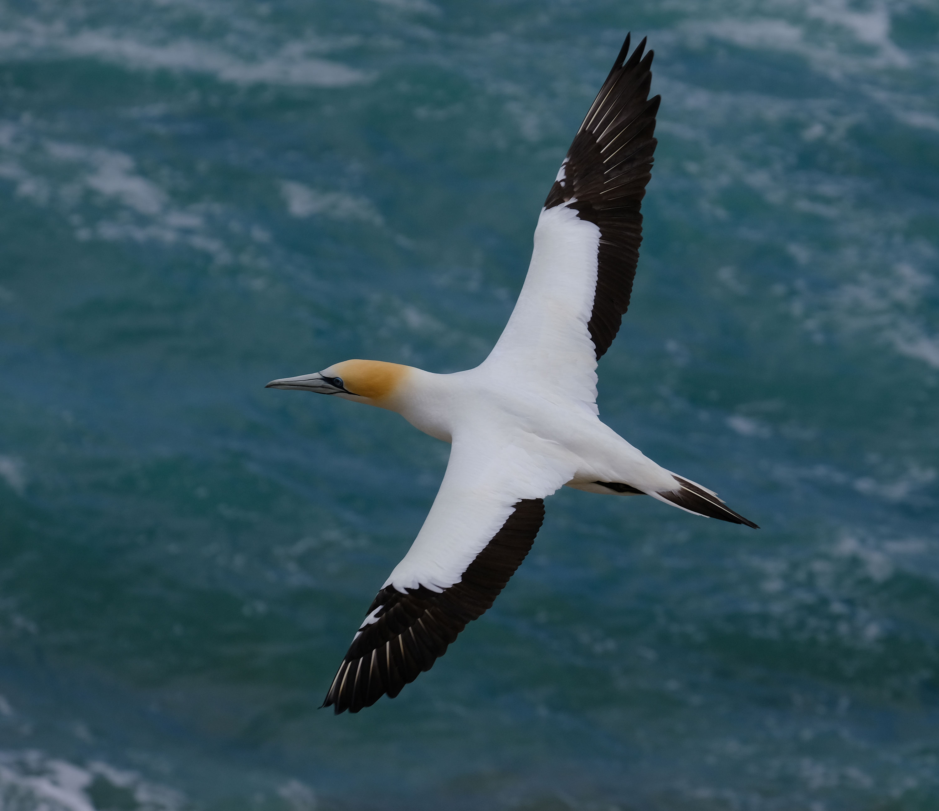 Gannets Colony