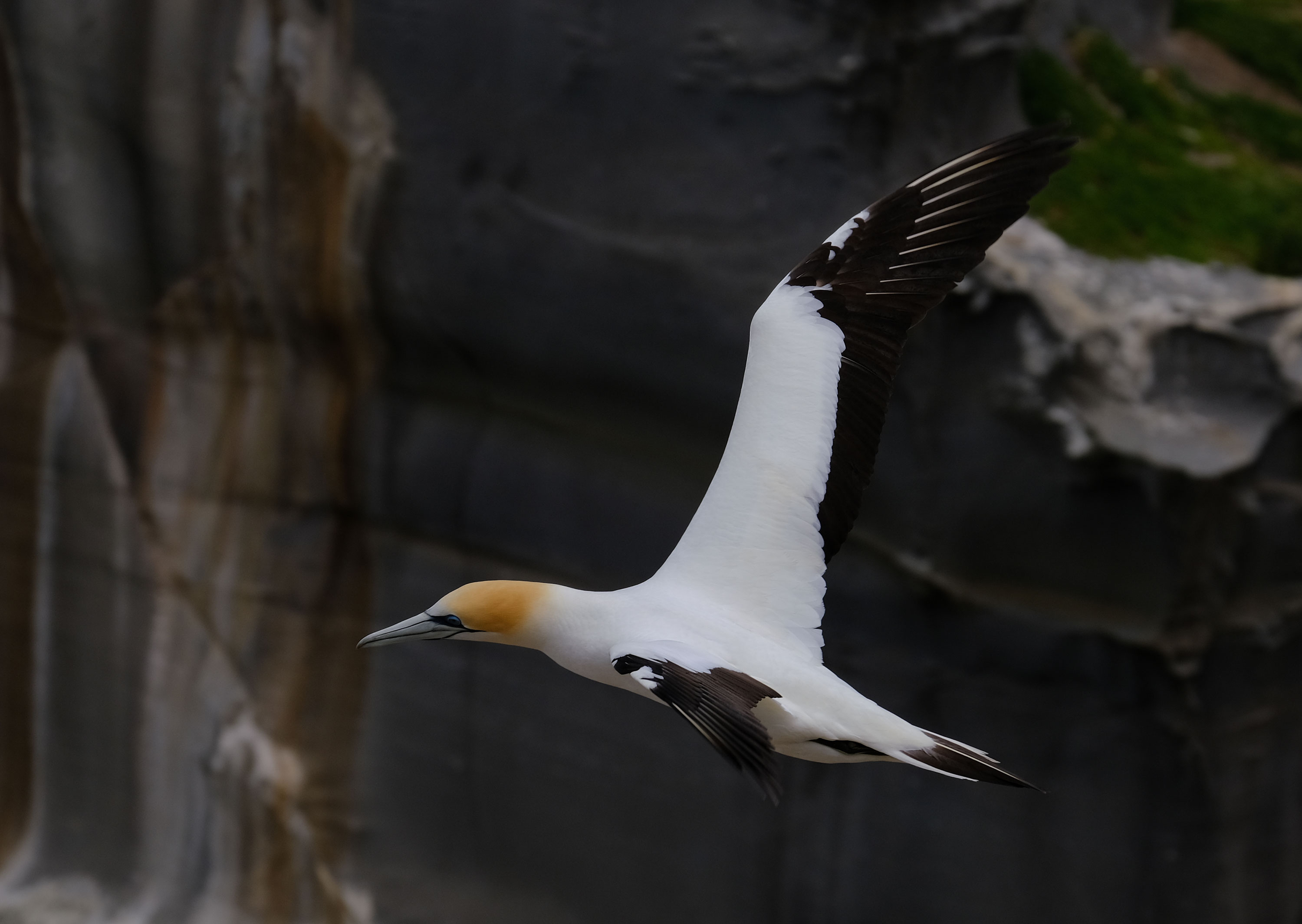 Gannets Colony