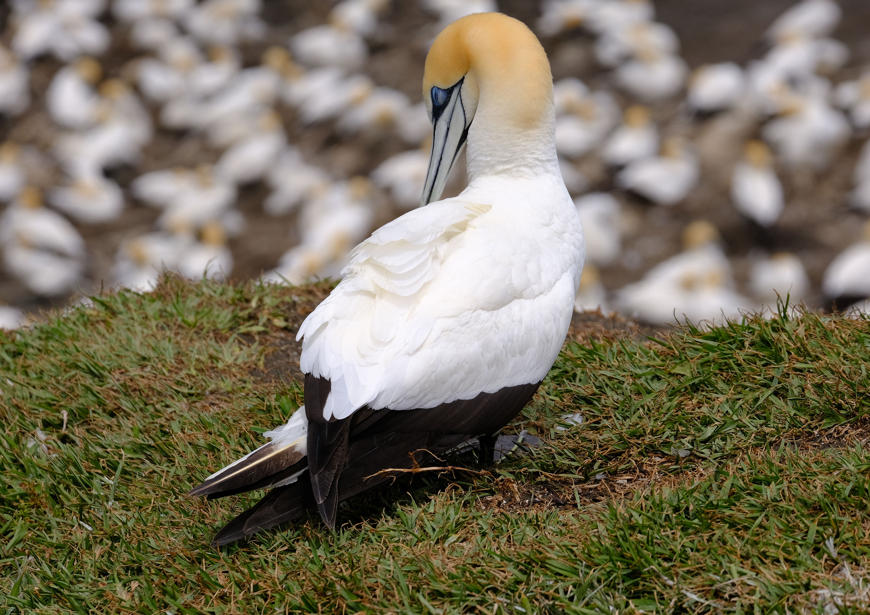 Gannets Colony