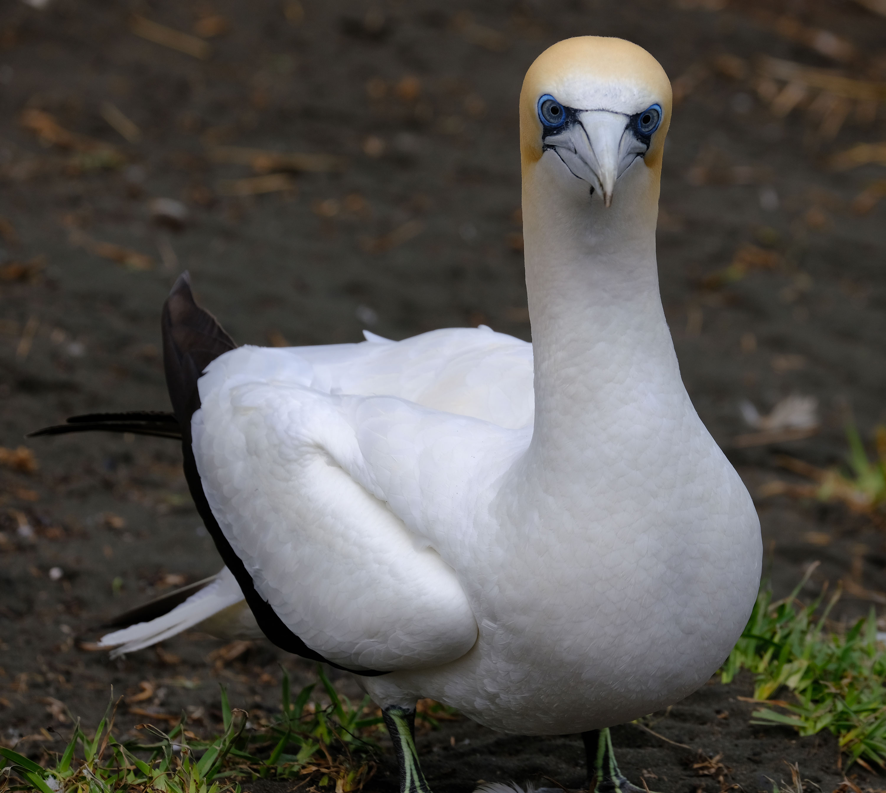 Gannets Colony