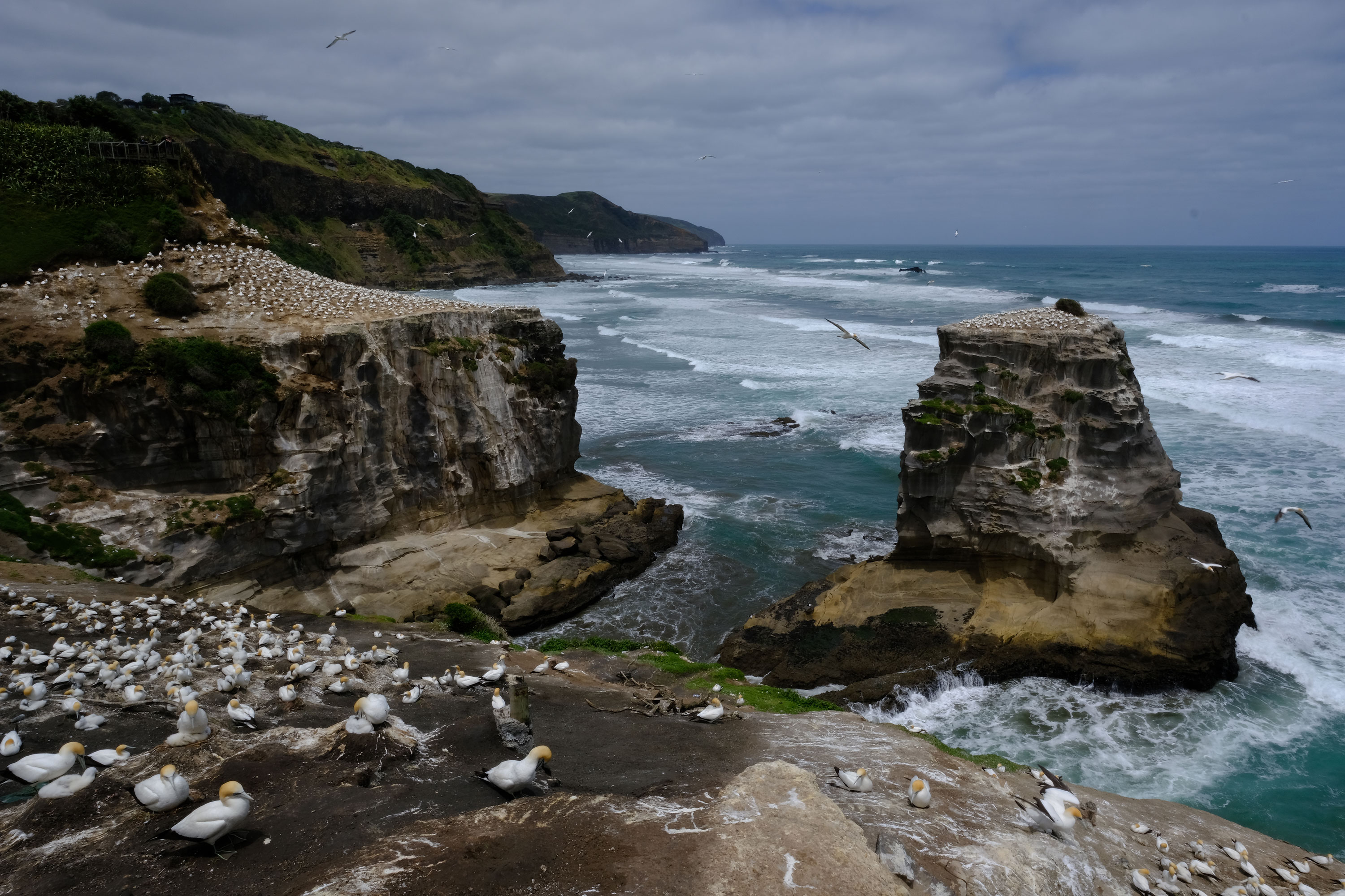 Gannets Colony