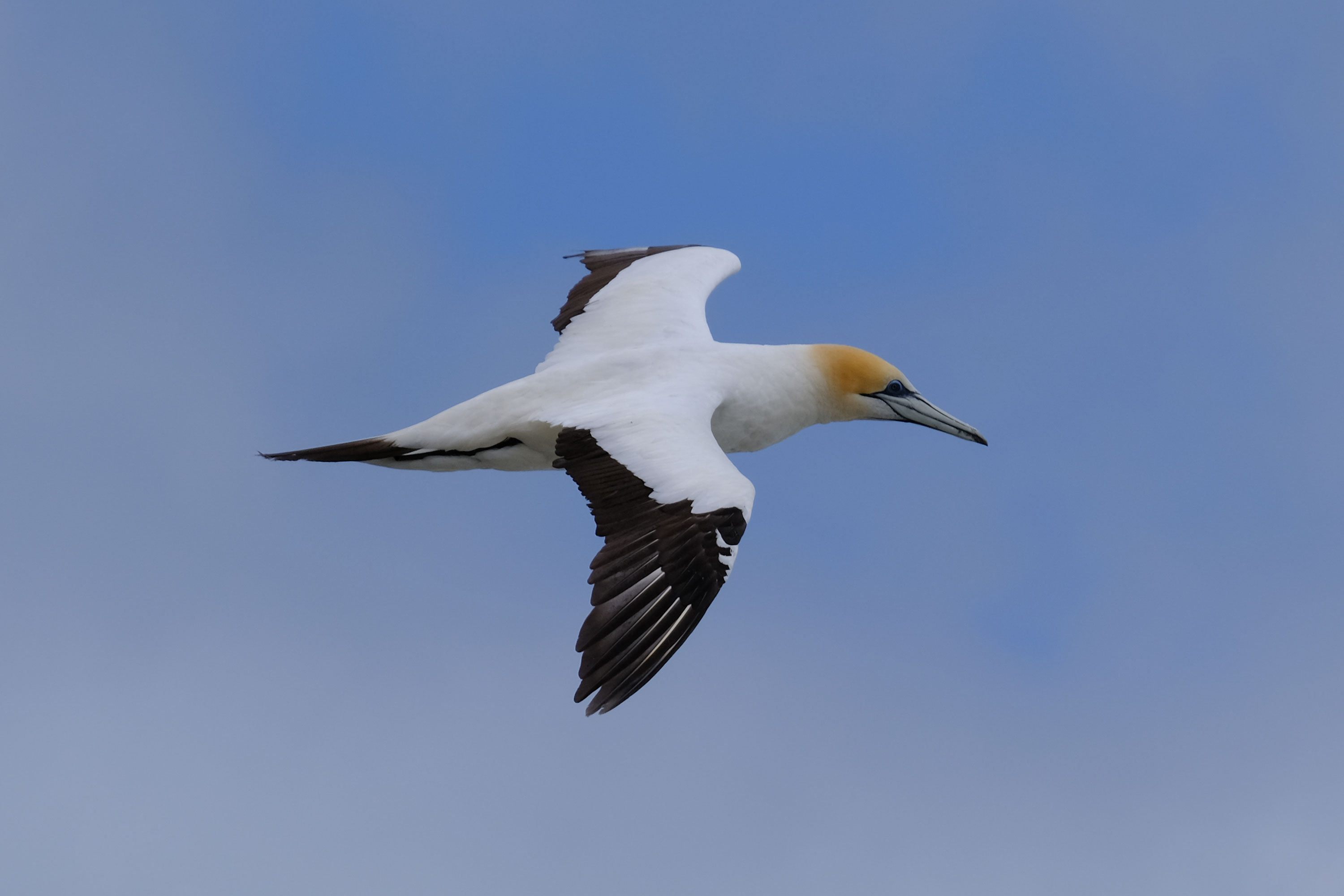 Gannets Colony