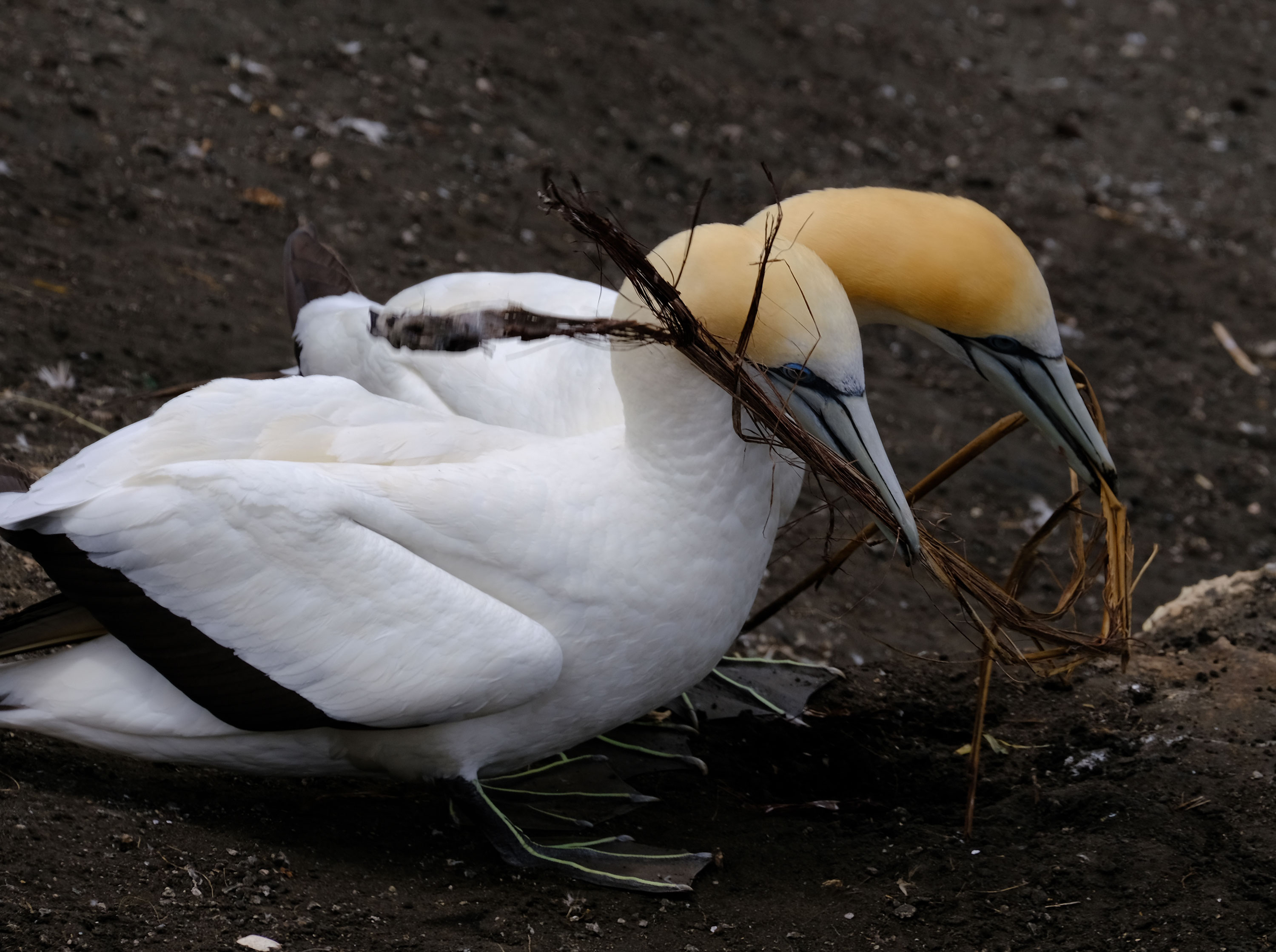 Gannets Colony