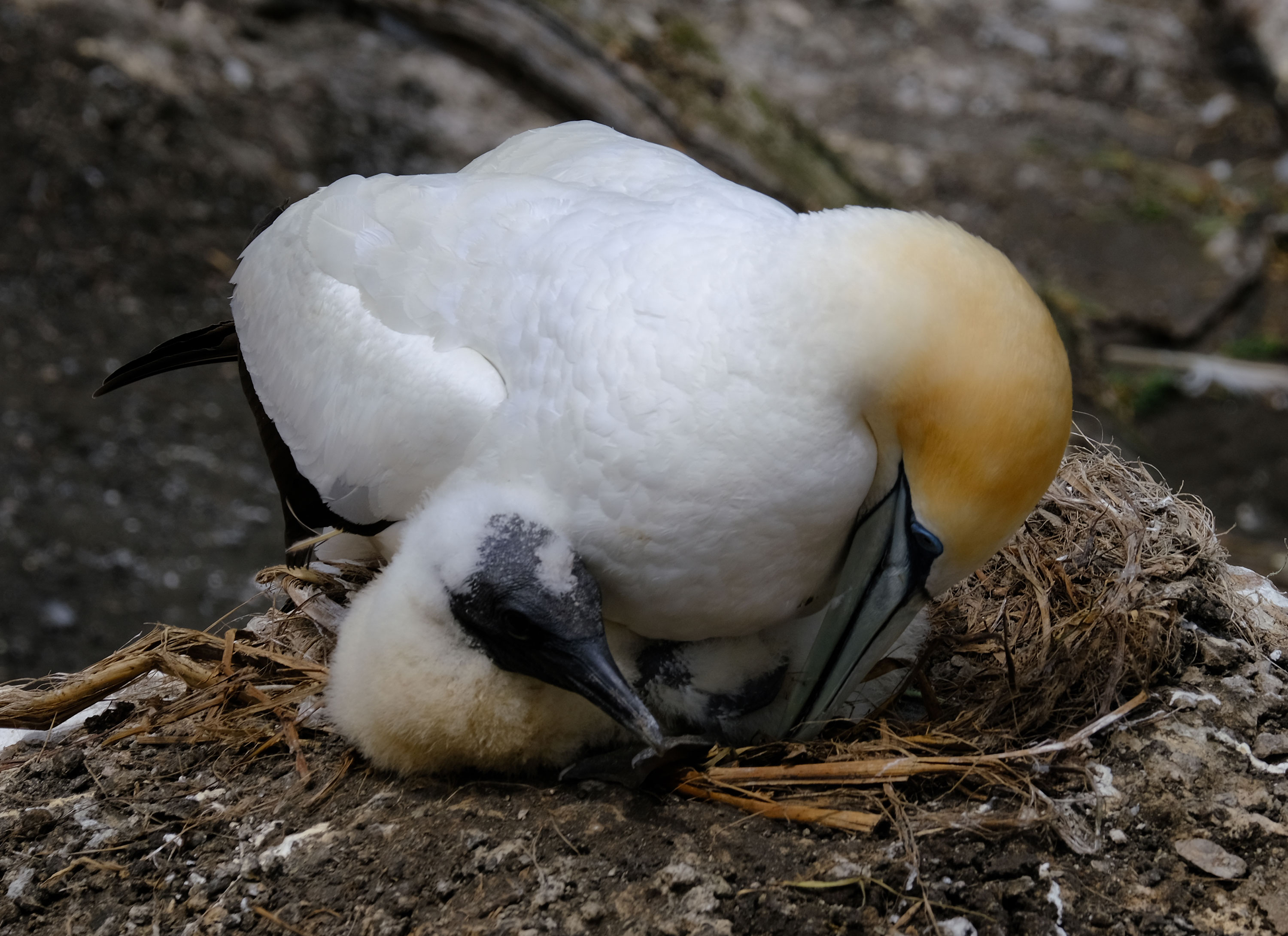 Gannets Colony