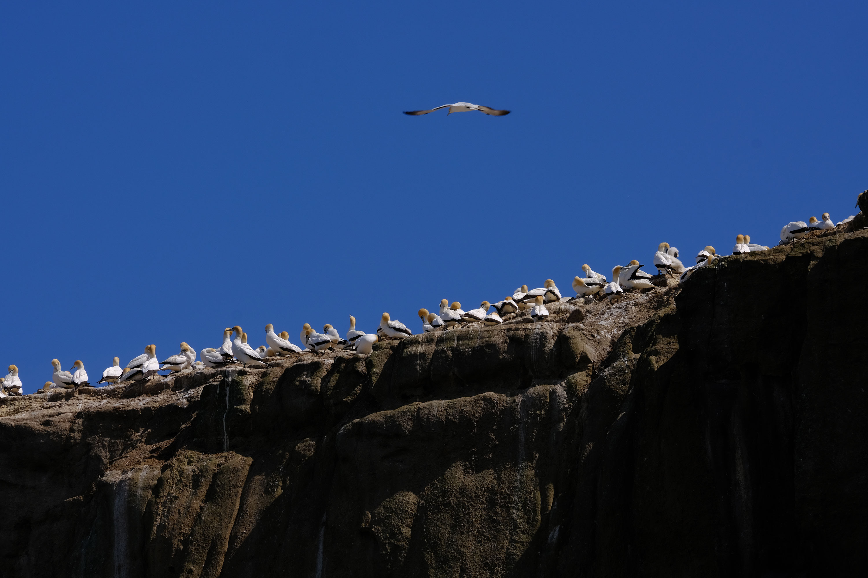 Gannets Colony