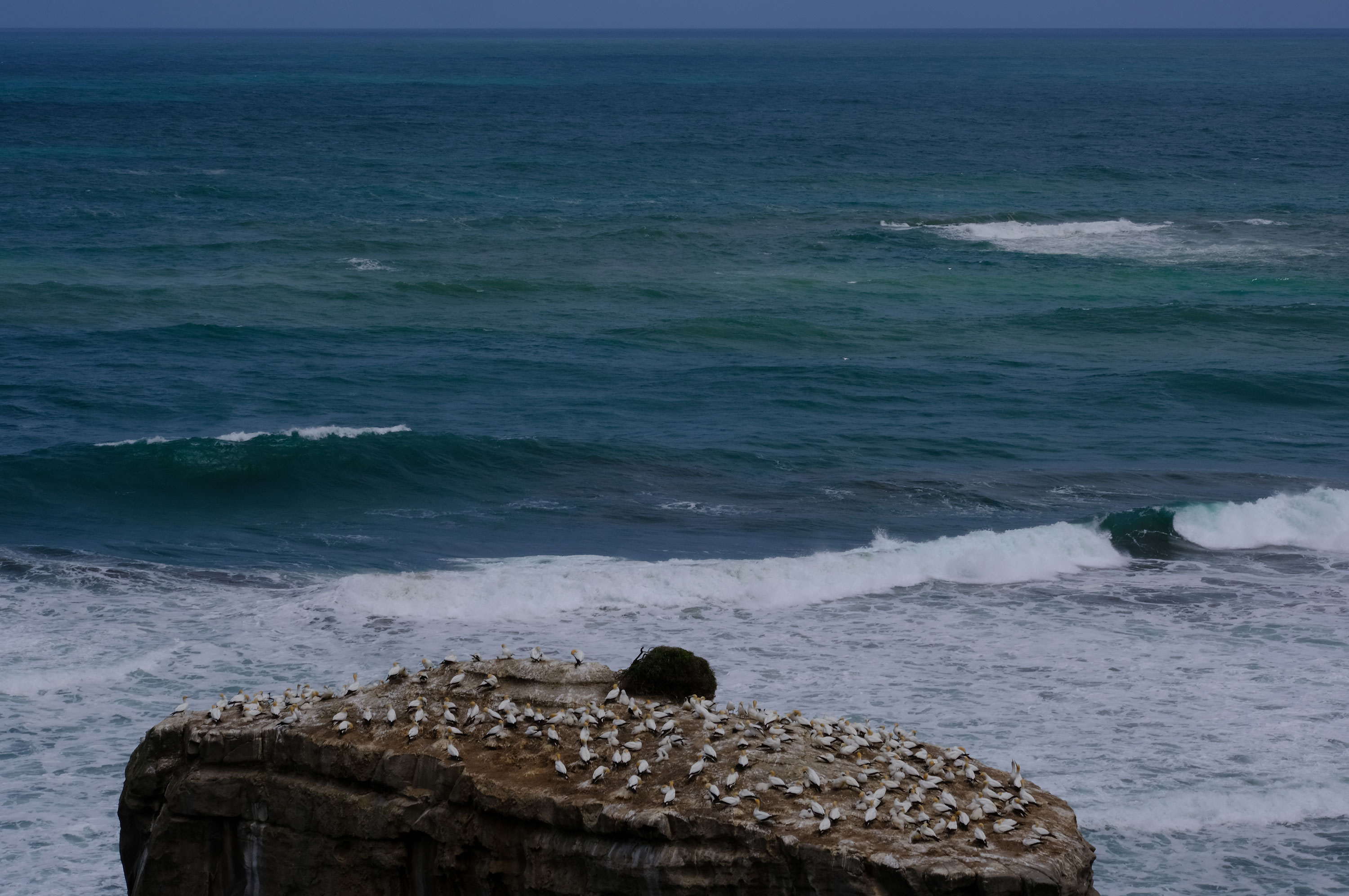 Gannets Colony