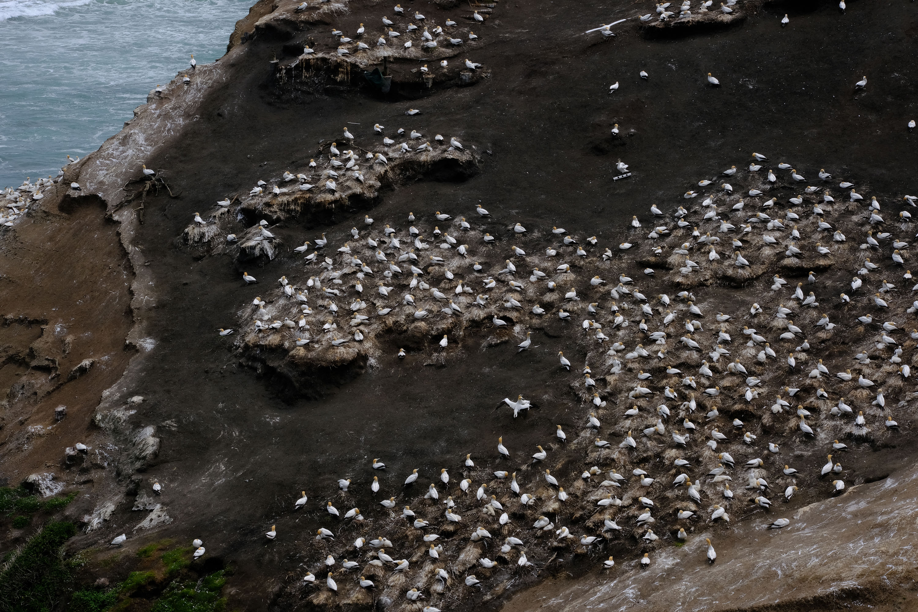 Gannets Colony