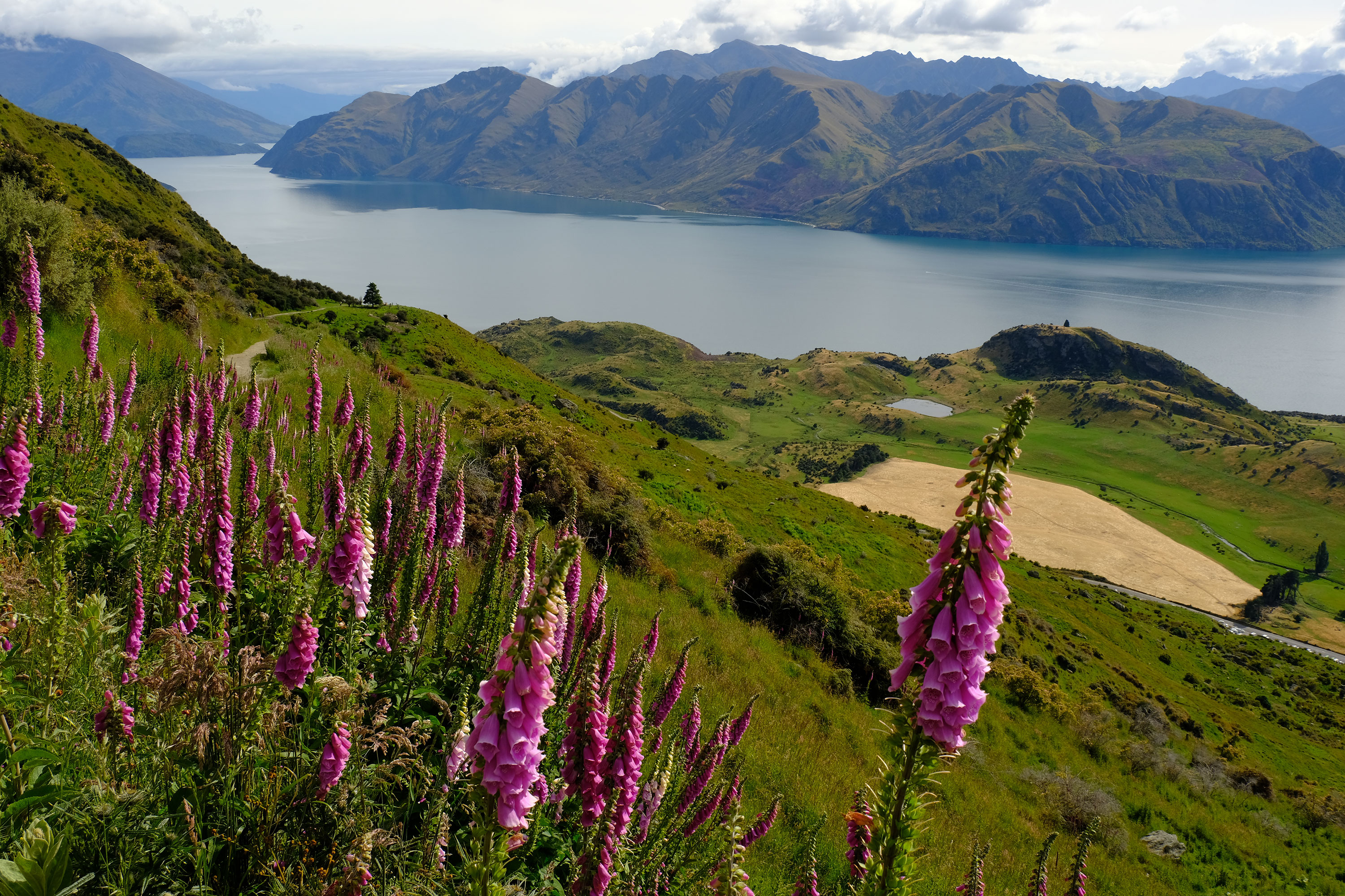 Roys Peak