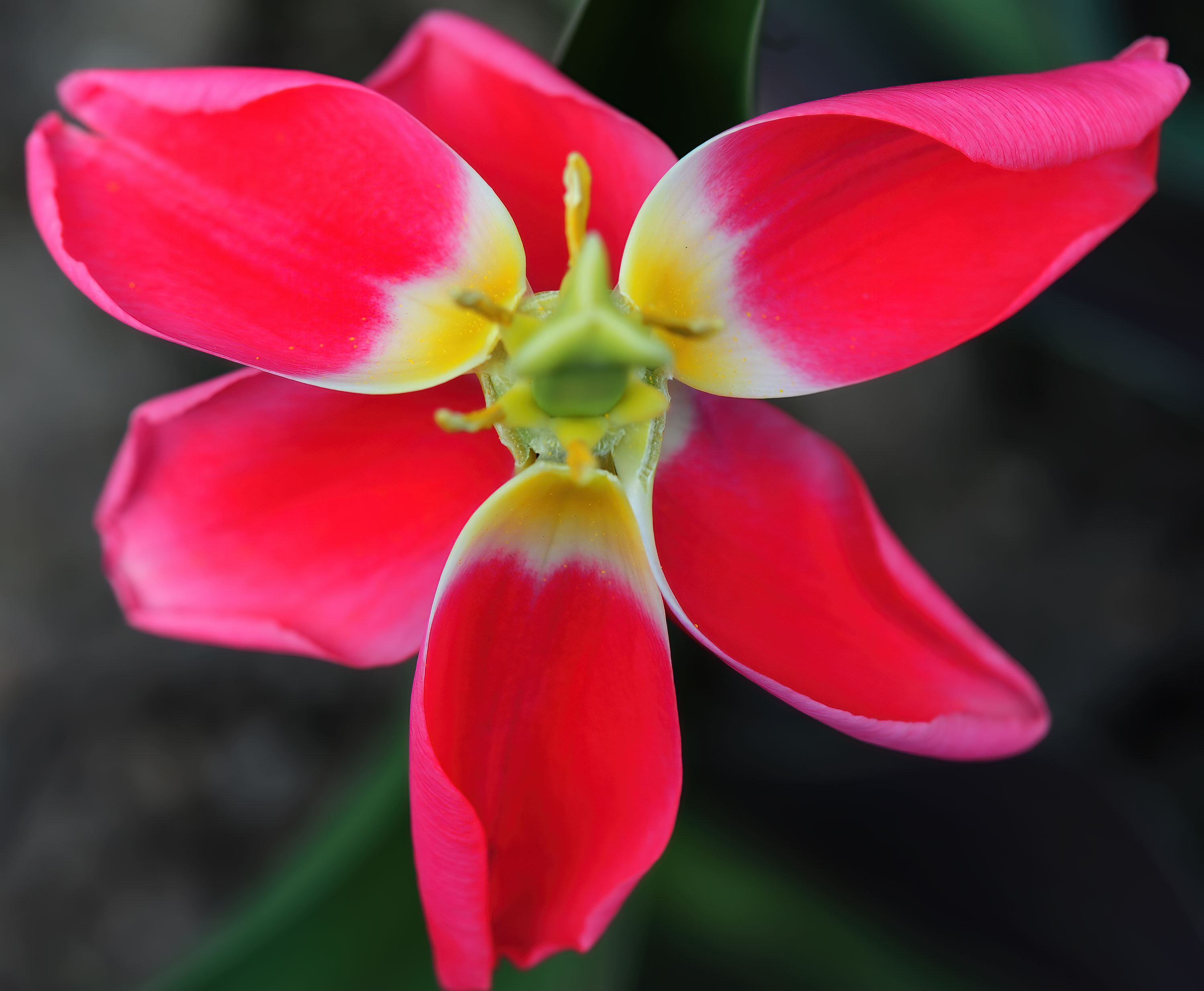 Flowers39